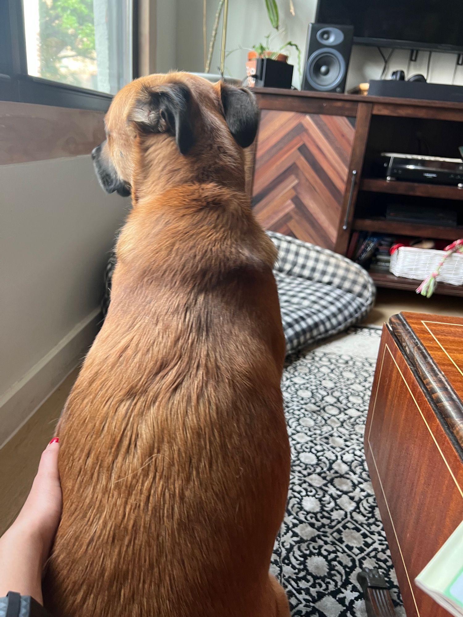 Dog with back facing camera, looking like a lumpy potato 