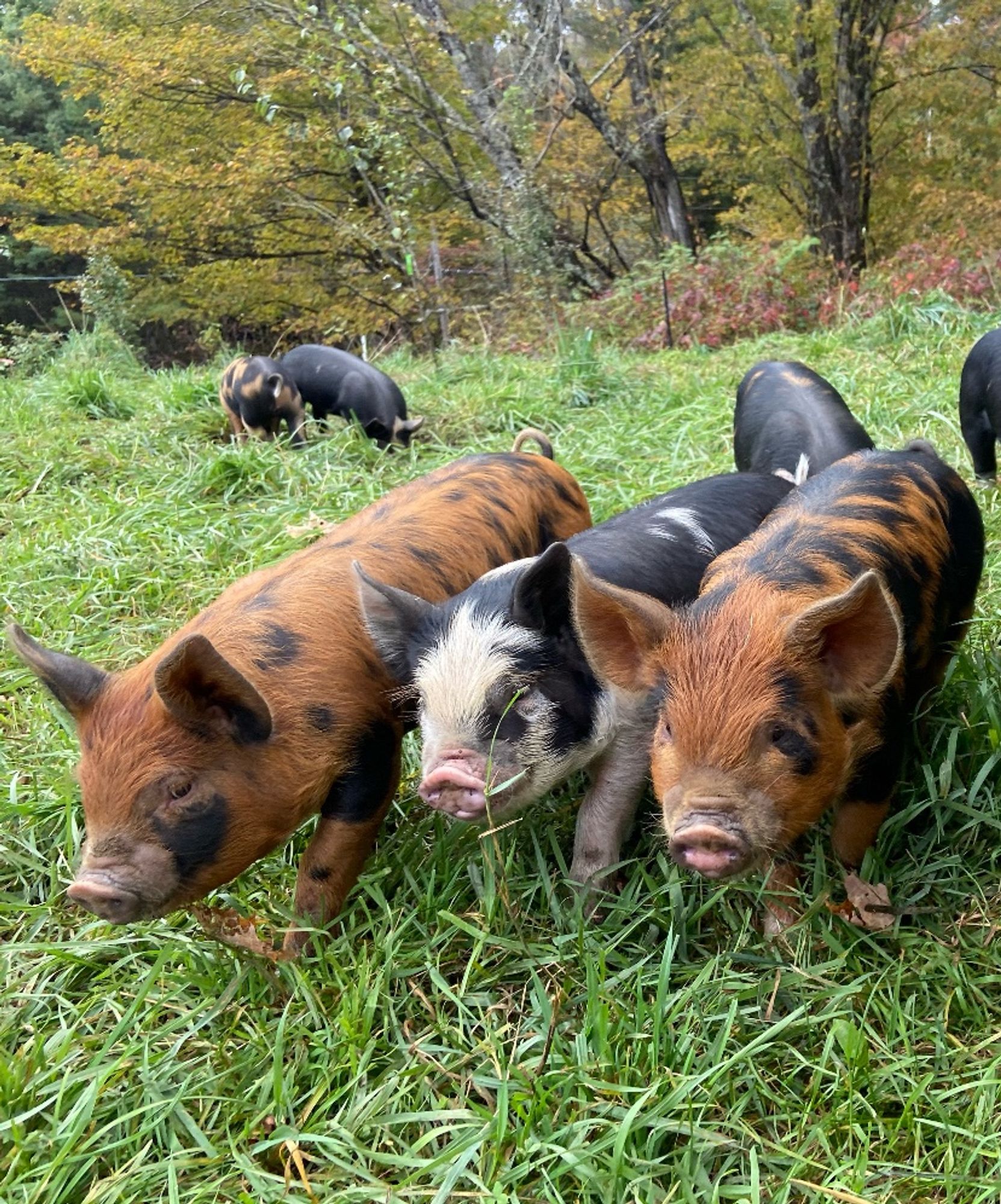 three orange/black/white piglets in a grassy field