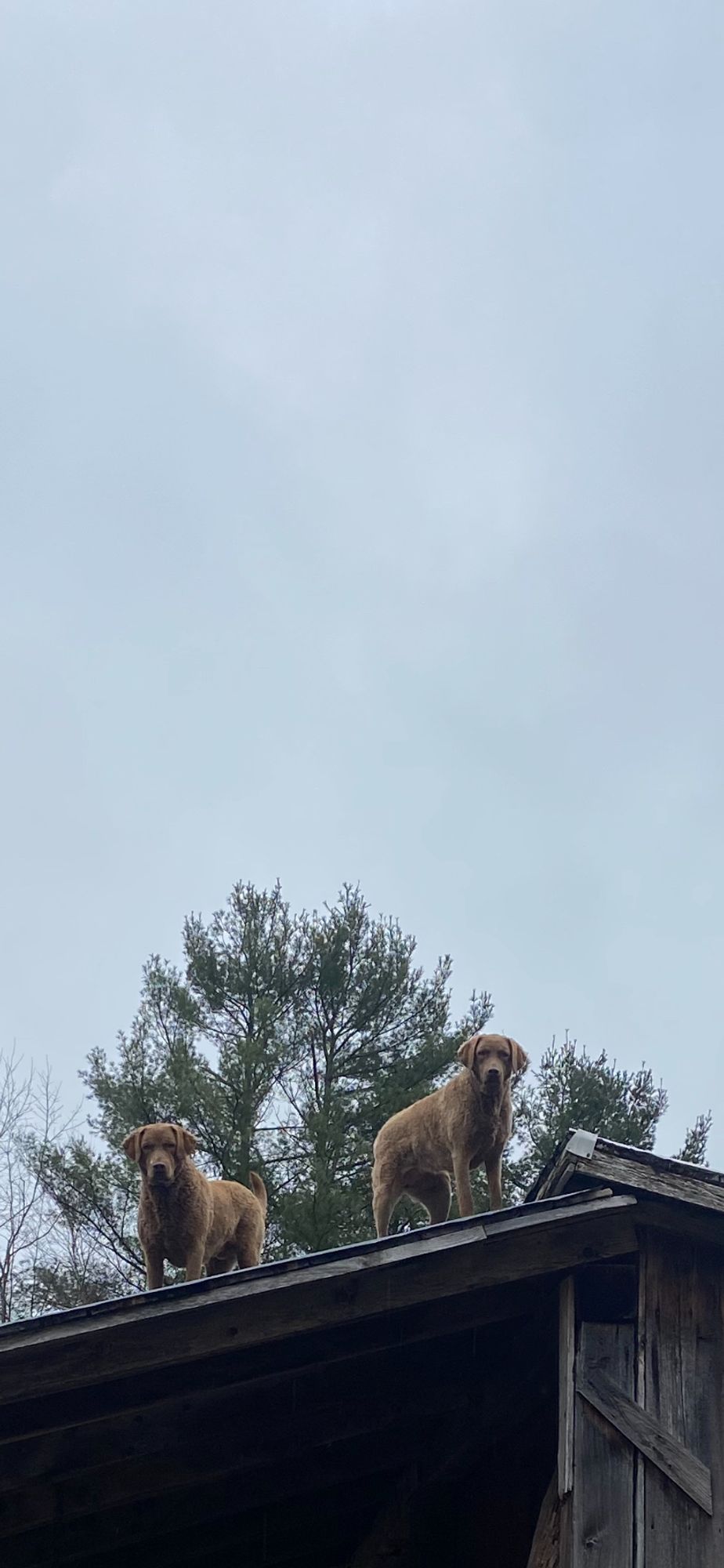 two chesapeake bay retrievers on the roof of a barn