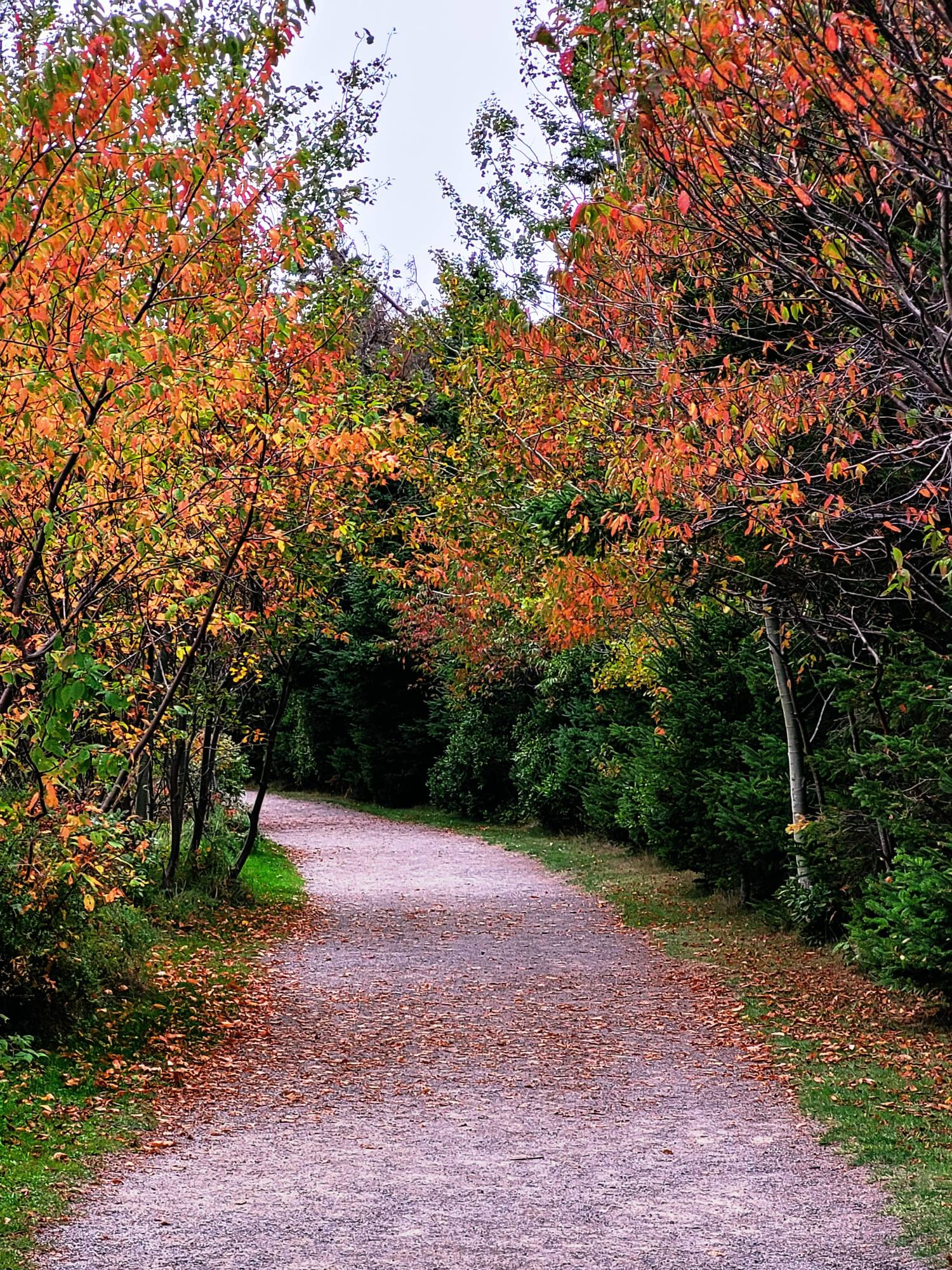 Fall foliage over a trail at Greenwich National Park.