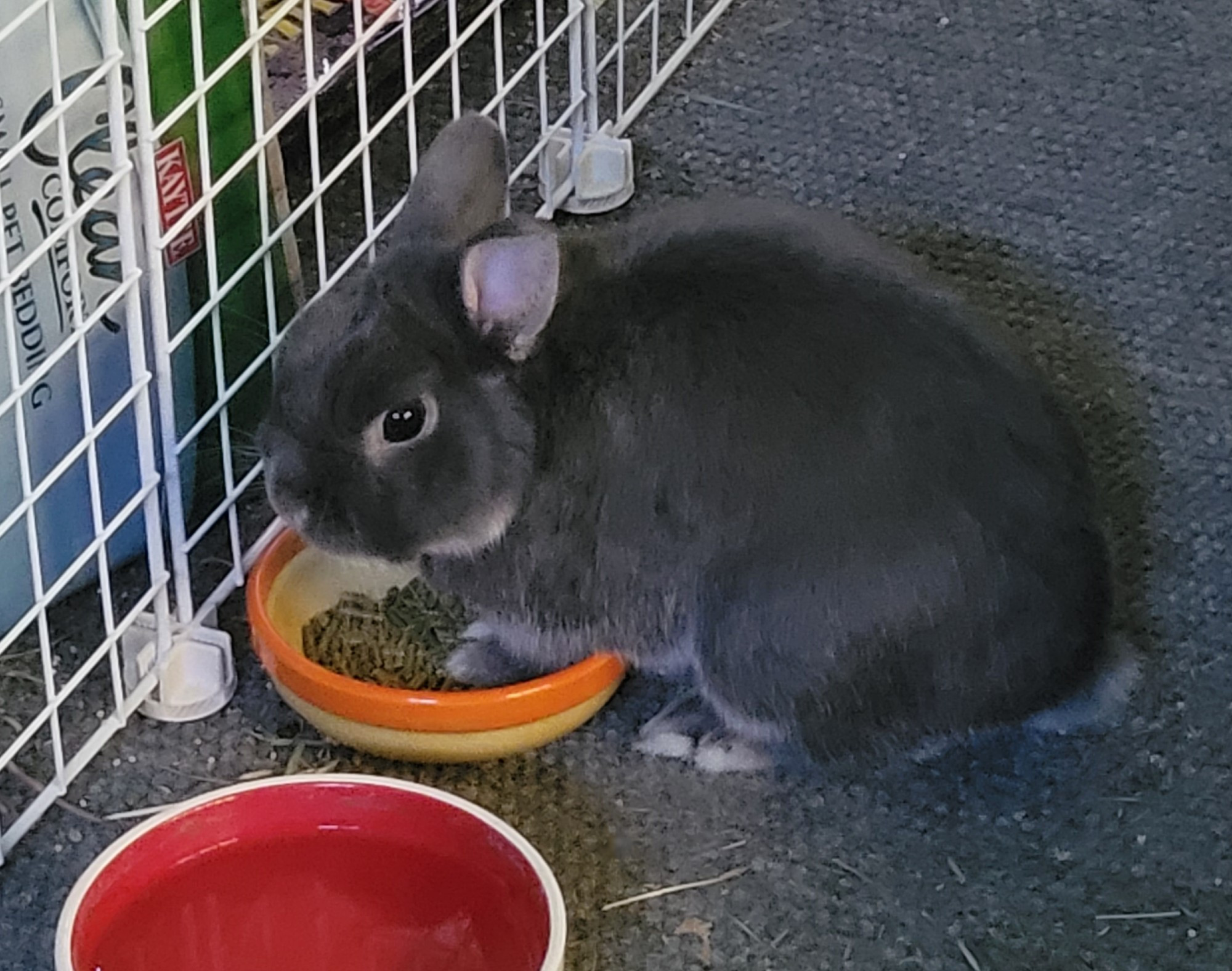 Bram, a blue otter Netherland Dwarf Rabbit, eating rabbit kibble from a yellow and orange bowl. He has his front feet in the bowl.