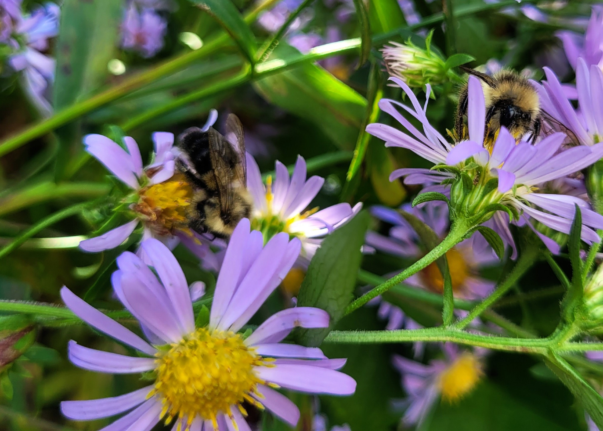 Bumblebees collecting pollen on purple asters.