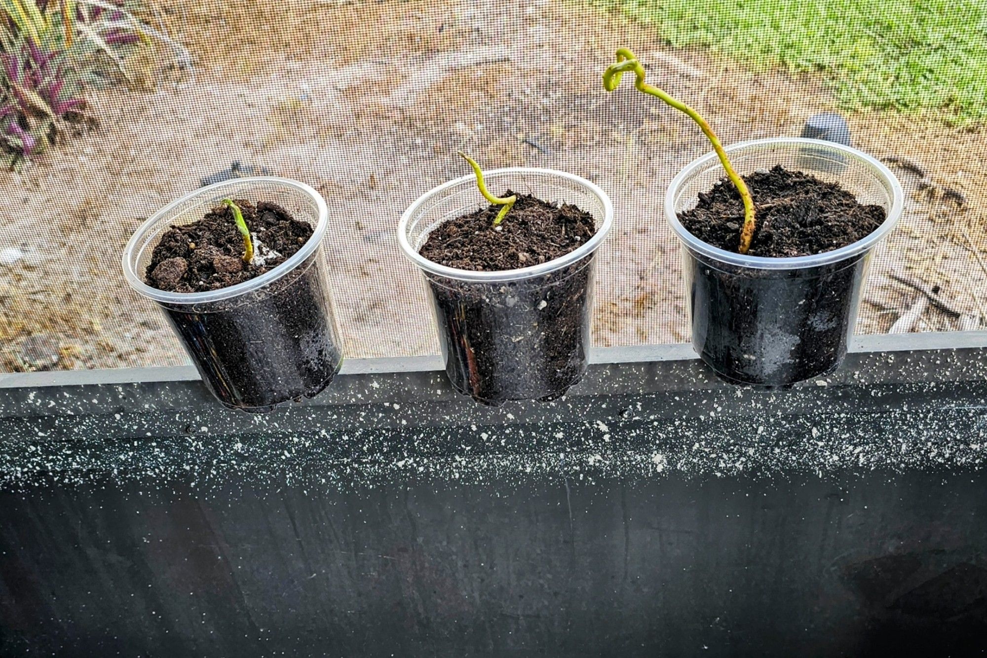 Three clear pots filled with potting soil with avocado tree saplings starting to grow, placed on a ledge near a screened window opening. One sapling is slightly longer than the other two.