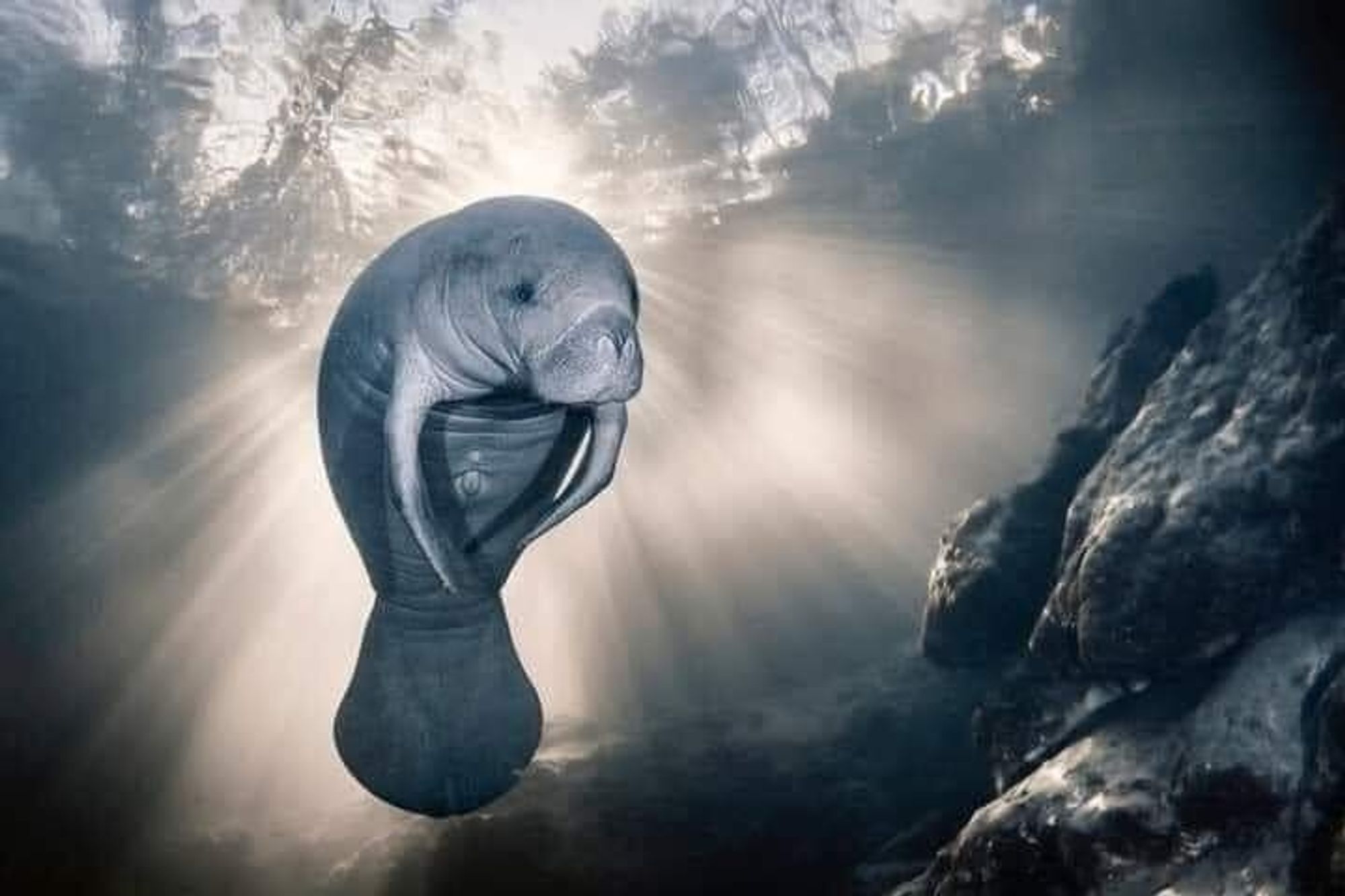 A perfectly serene manatee backlit by sunrays through the water