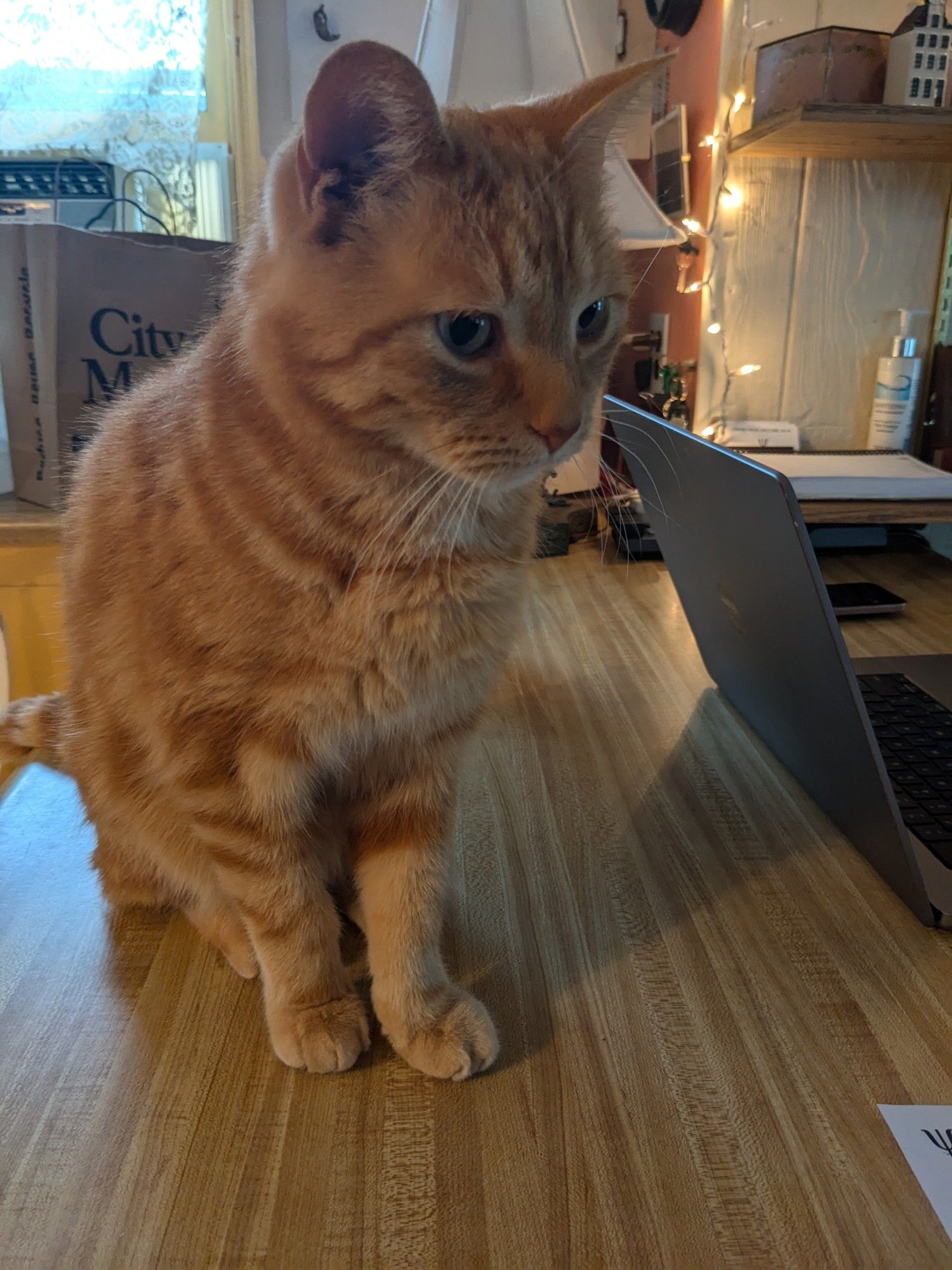 A very beautiful orange cat named Cecil looks pensive