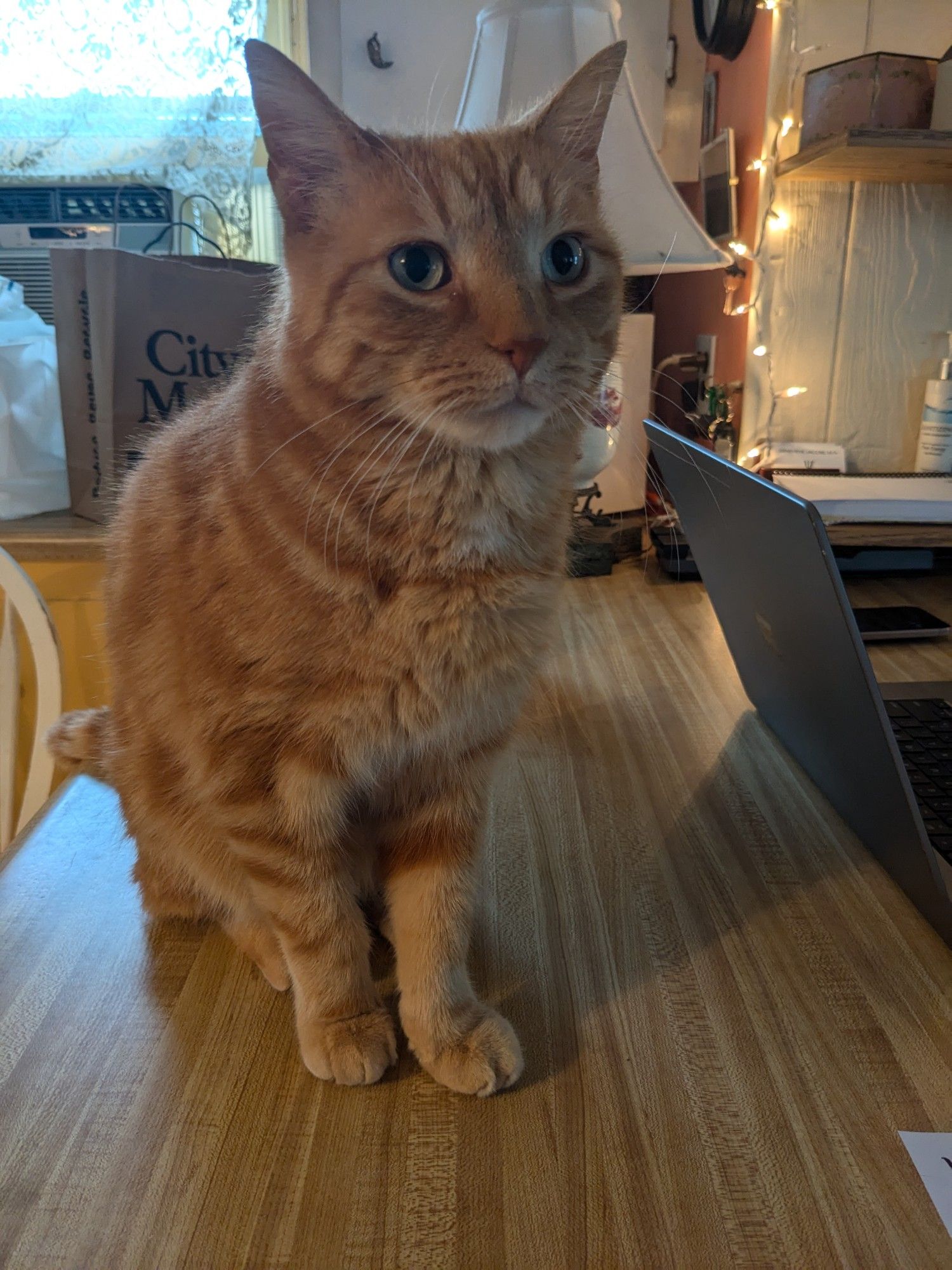 A very beautiful orange cat named Cecil looks off into the distance