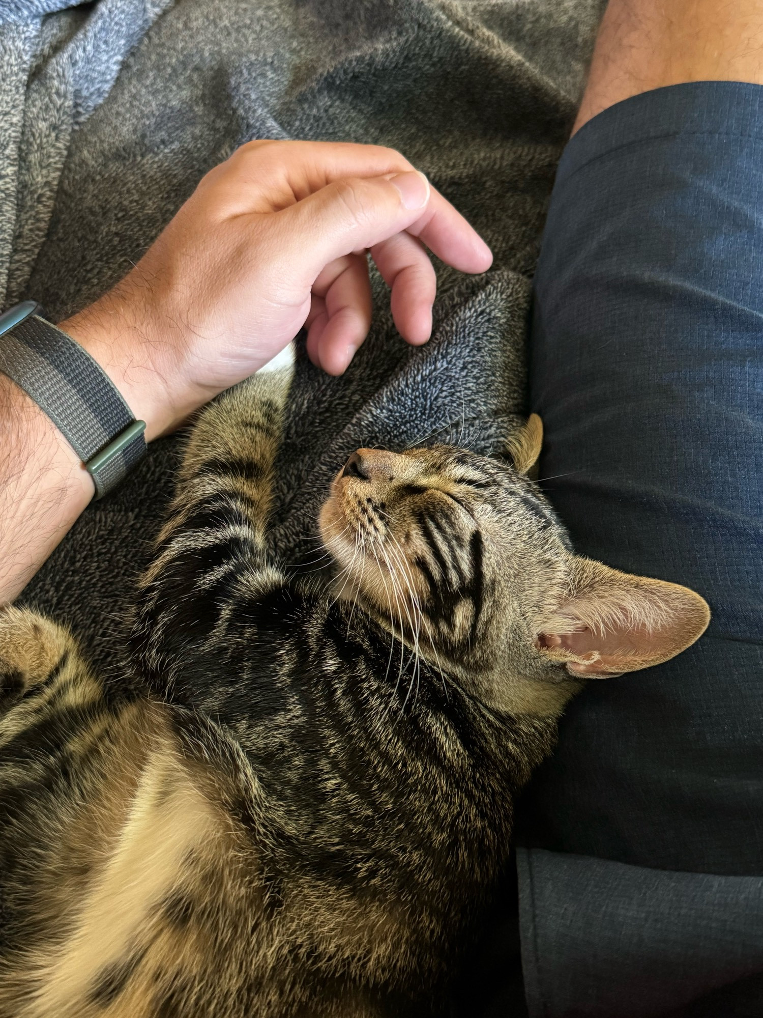 A hand gently touches a sleeping cat, surrounded by a gray blanket. The cat is resting with its eyes closed, and a person's leg in shorts is visible next to them.