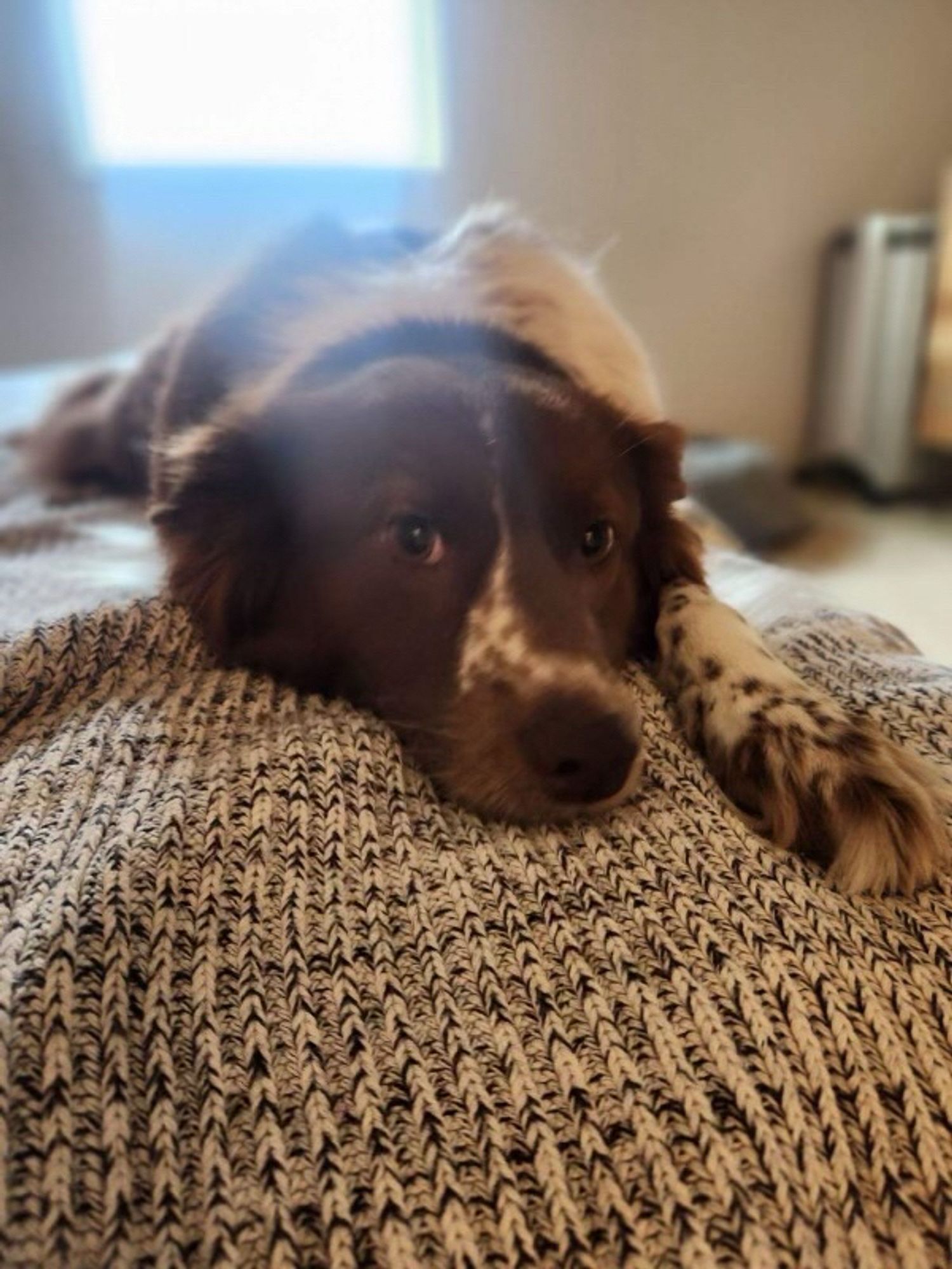 Brown and white floofy dog on a grey blanket.