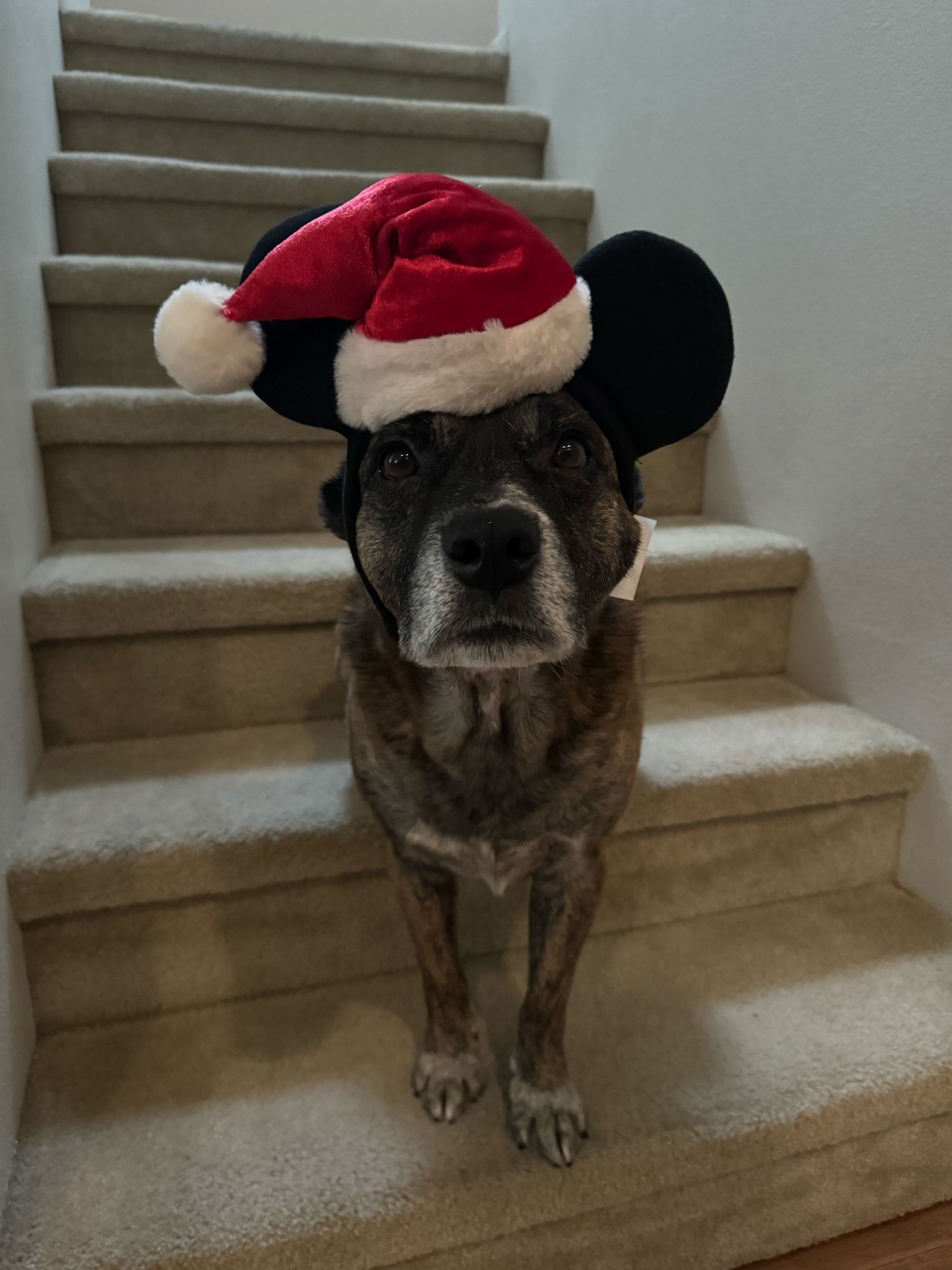 Brown dog with grey snoot standing on tan colored stairs. Dog is wearing Mickey Mouse ears that have a red and white Santa hat.