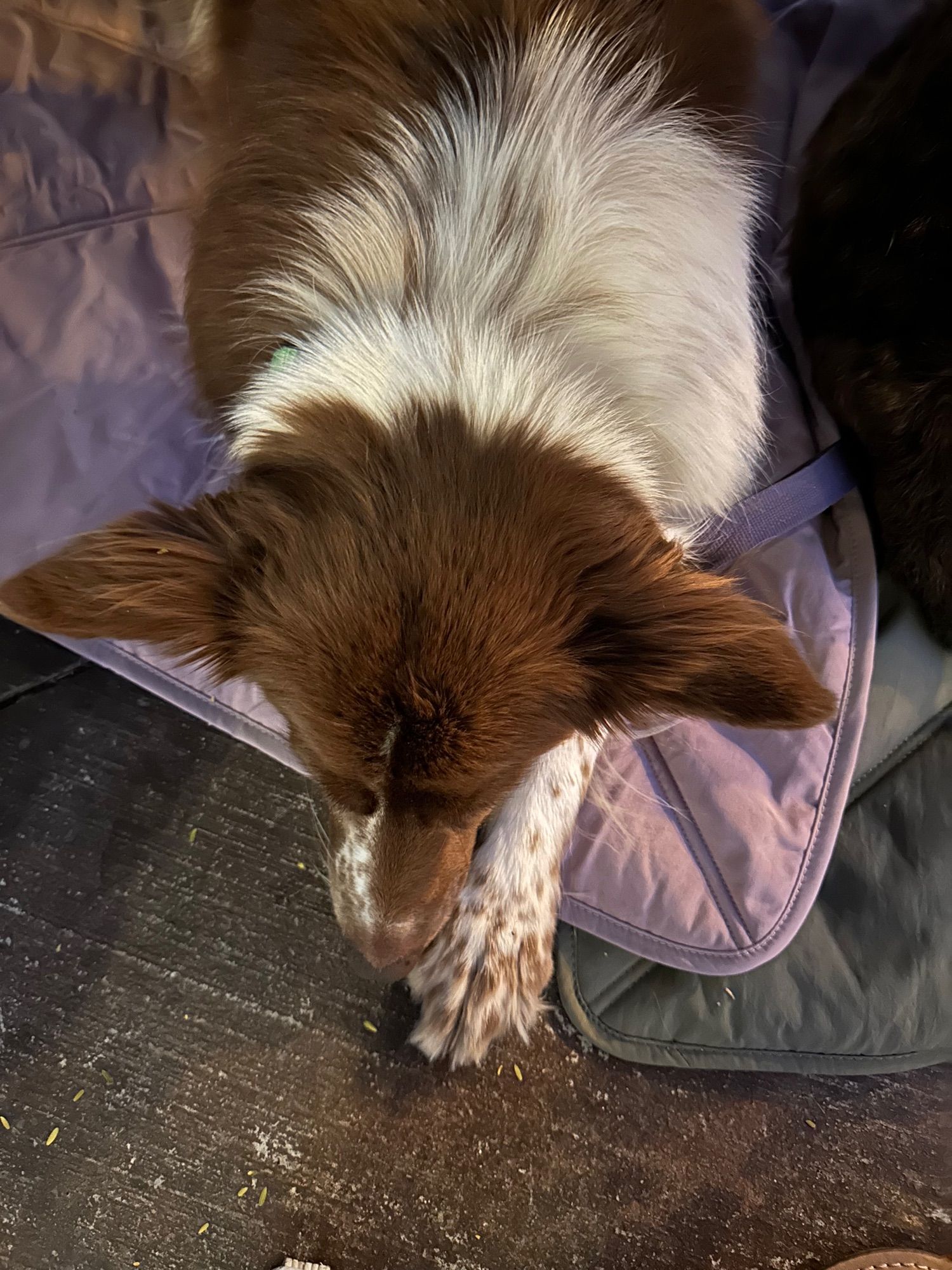 A precious brown and white dog with extra large ears. Picture is from above while dog snoozles. Ears are in flight.