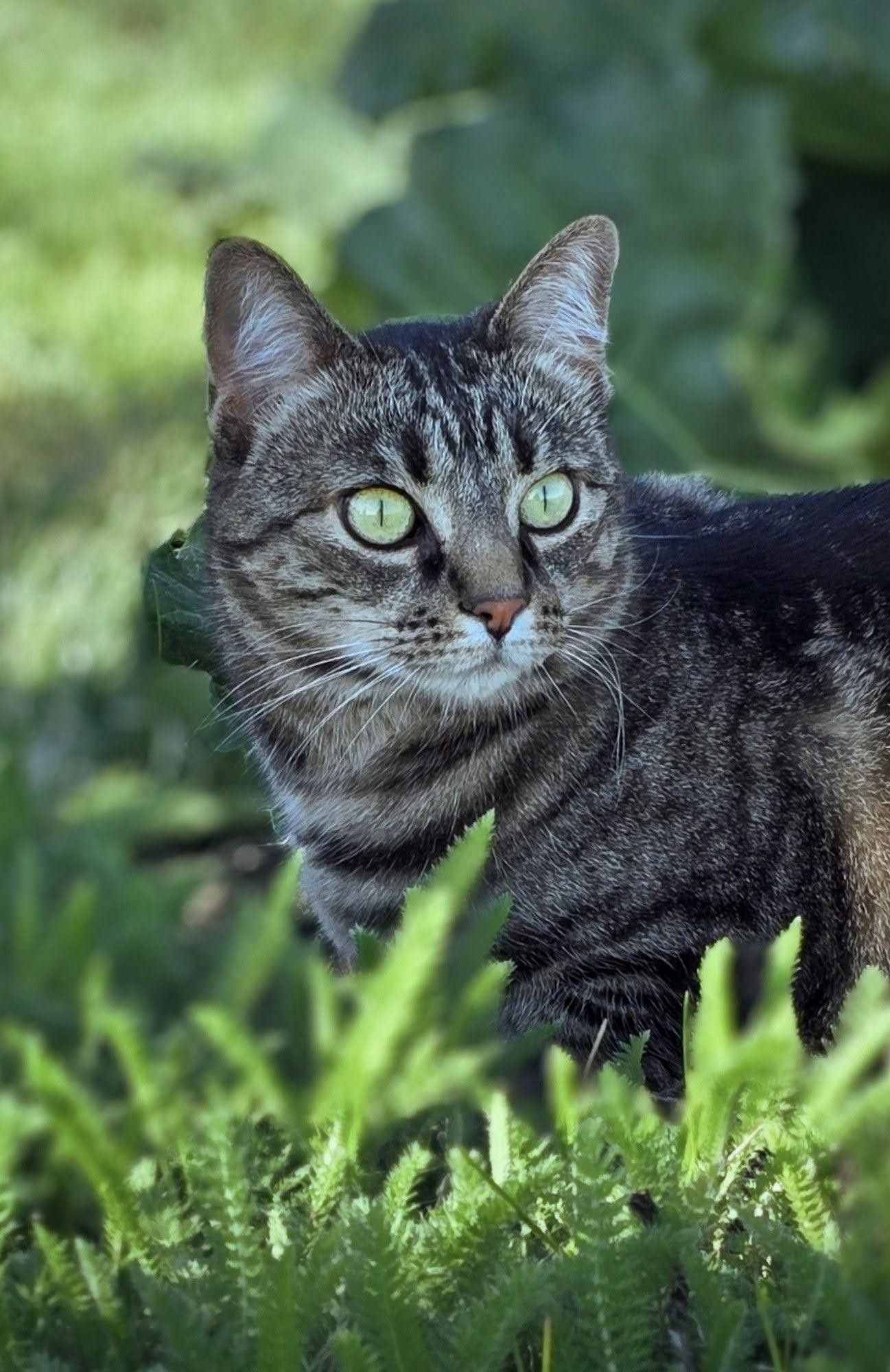 A gray cat with green eyes 