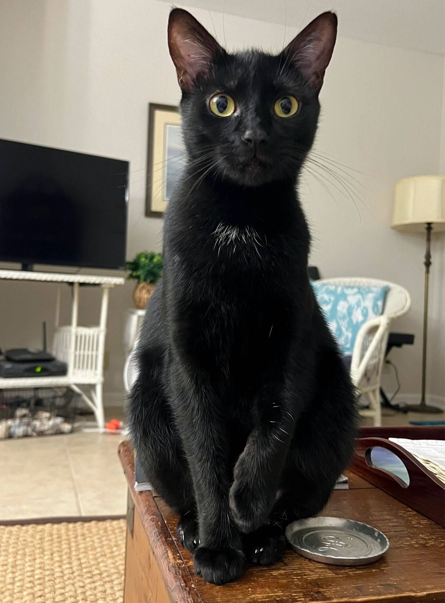 Tall black cat