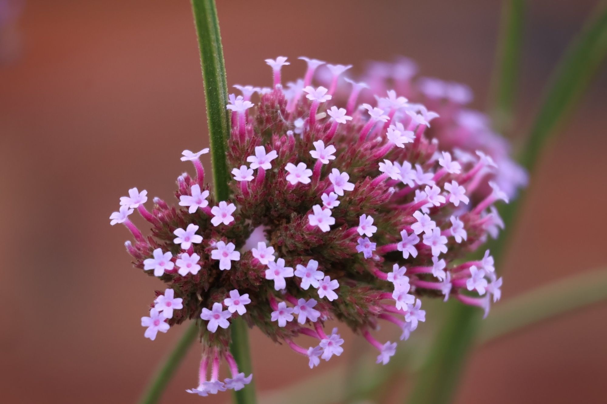 close up tiny pink flowers taken with a macro lens