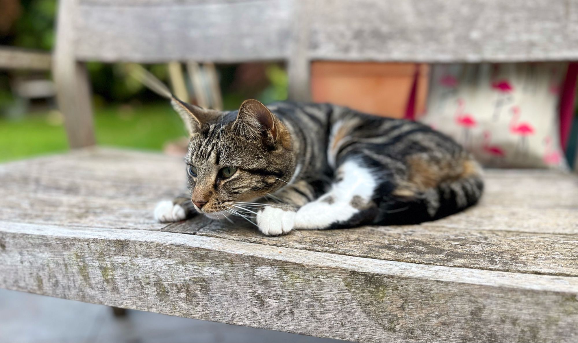 Cat on a wooden bench looking at something good (out of shot)