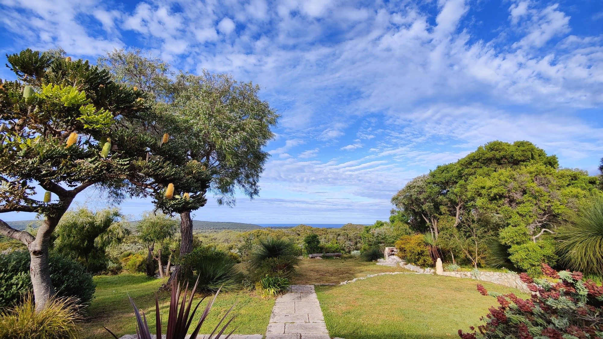 View of a garden on a hilltop looking over the ocean. In the centre a paved path draws the eye towards the sea, a line of blue on the horizon that stands out against the paler blue of the sky, which is laced with high clouds. The left side of  the garden has a banksia and native peppermint tree, both in flower, while to the right of the lawn stands lower shrubs and grass trees.