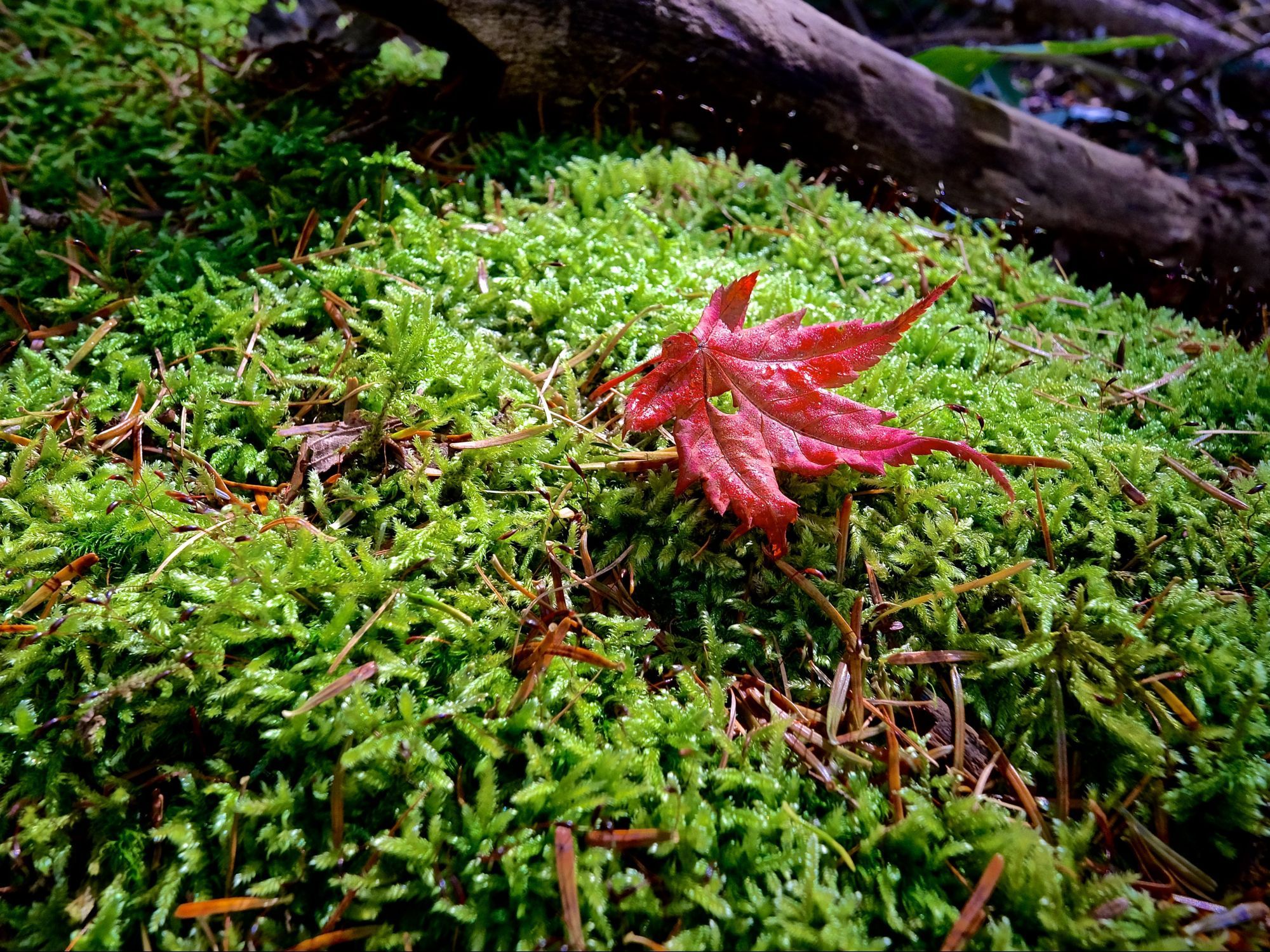 苔の上に落ちた一枚のカエデの葉です