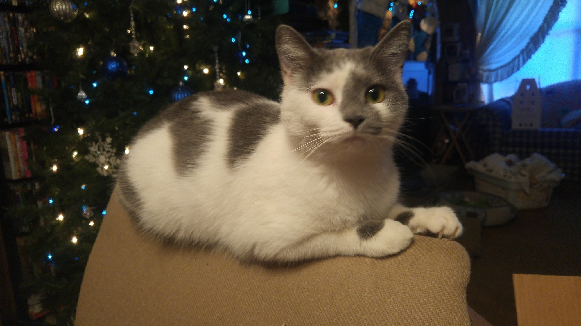 White and grey female housecat