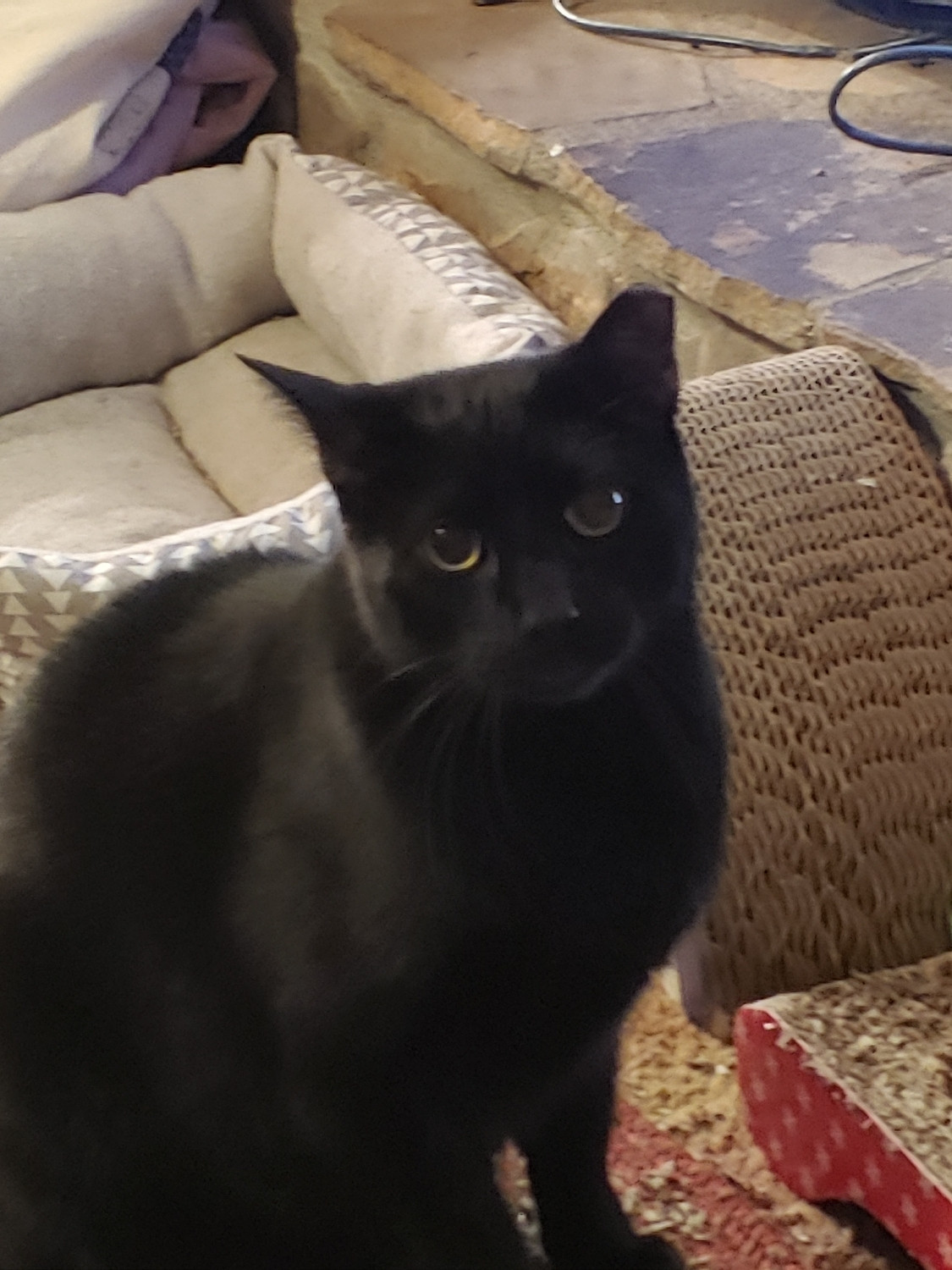 Solid black male housecat with a clipped ear