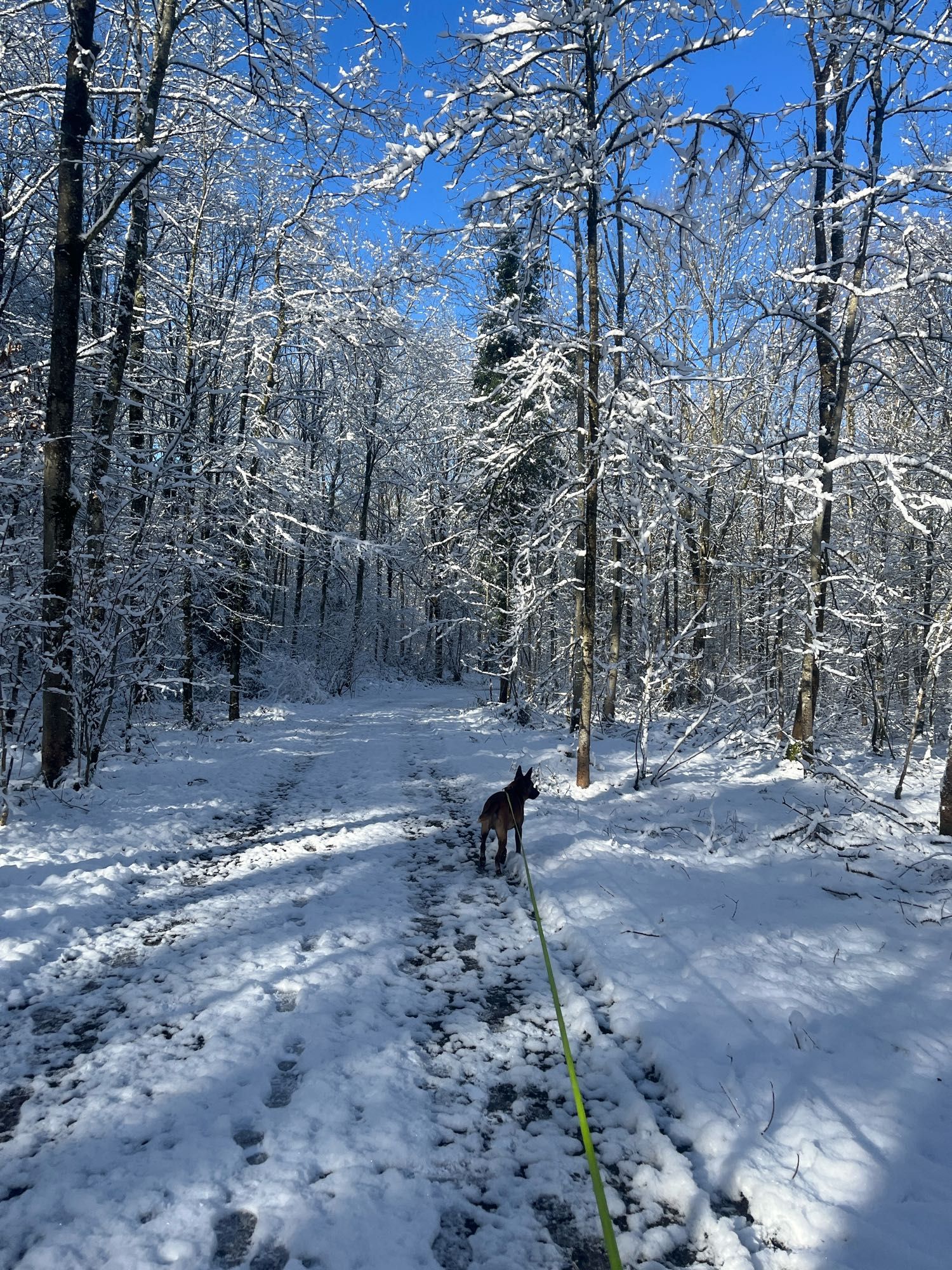 Stummell im verschneiten Wald.