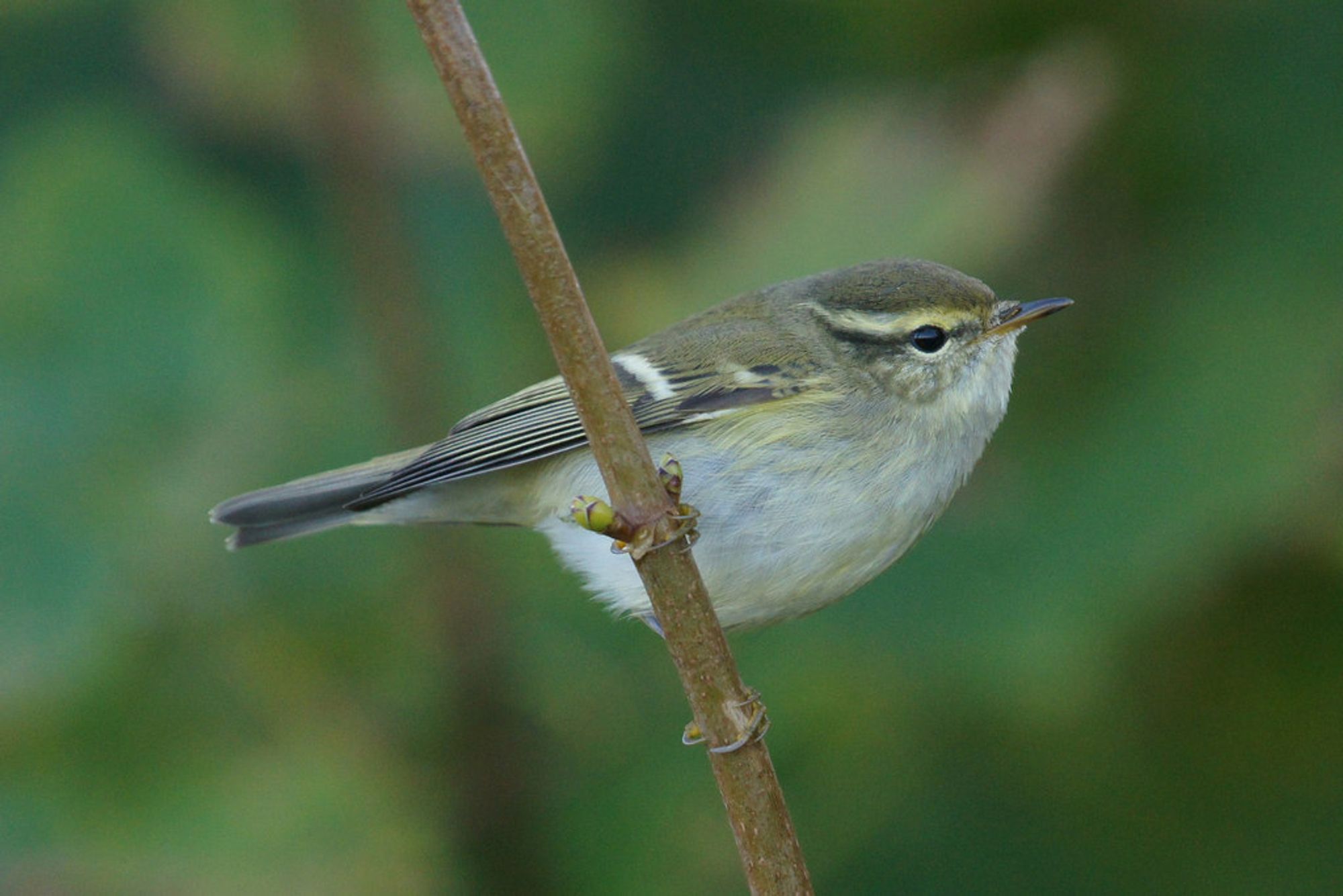 Yellow-browed Warbler (Phylloscopus inornatus), Baltasound by Mike Pennington, CC BY-SA 2.0 <https://creativecommons.org/licenses/by-sa/2.0>, via Wikimedia Commons