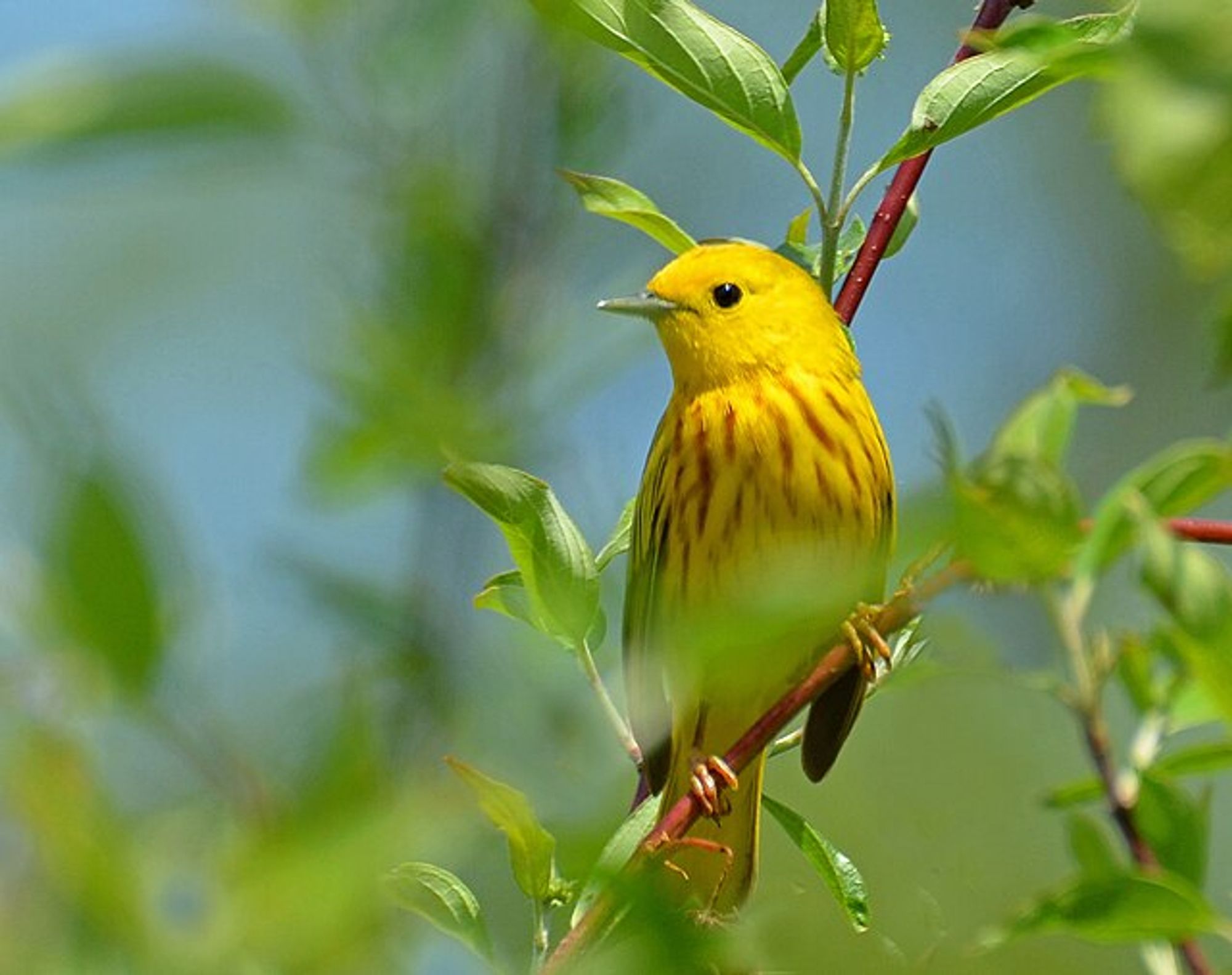 Yellow warbler, male with clear chestnut breast strips sitting on a dogwood stem. Rodney Campbell, CC BY 2.0 <https://creativecommons.org/licenses/by/2.0>, via Wikimedia Commons