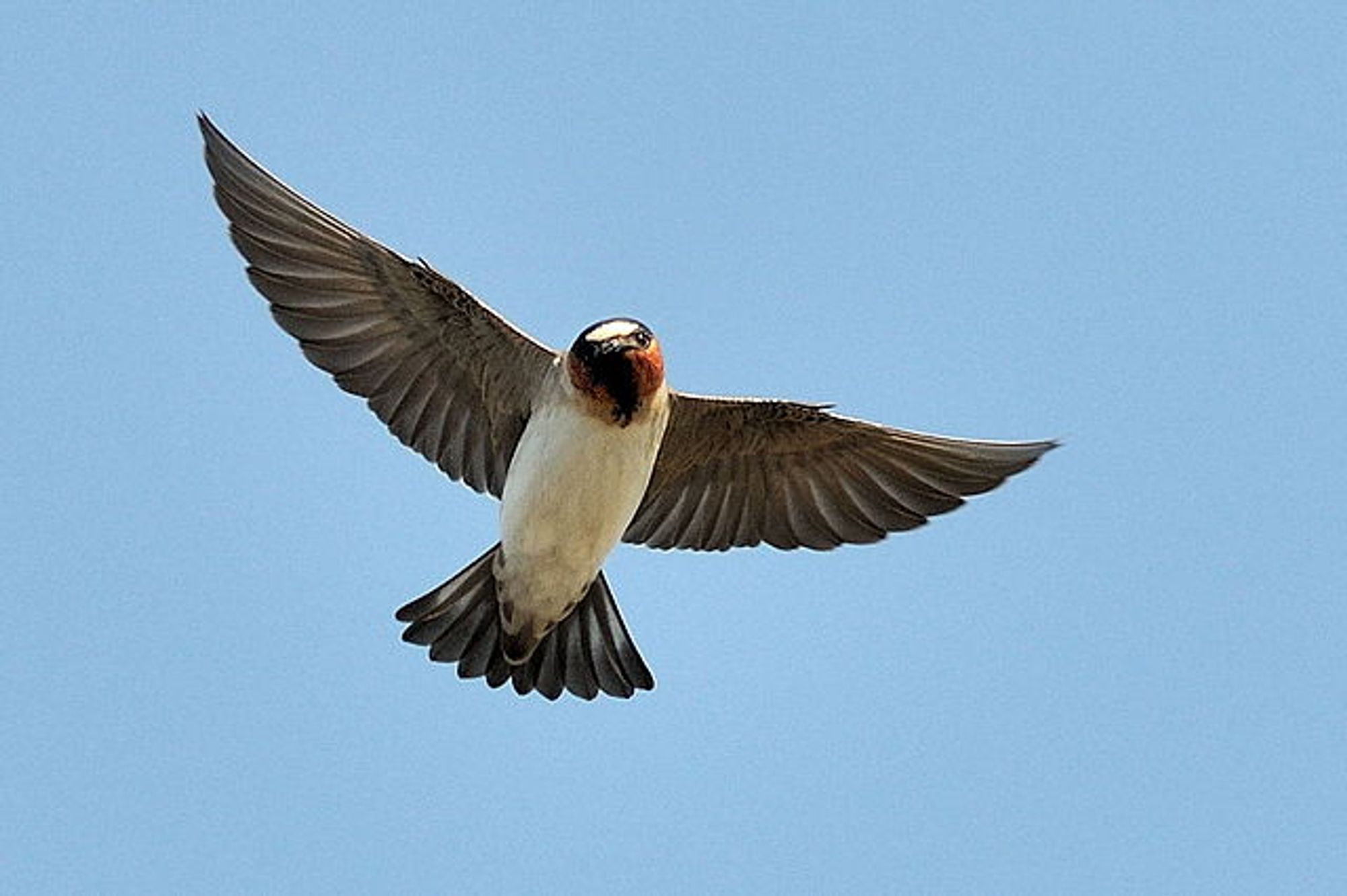 Cliff Swallow in flight from below. Photo Don DeBold, CC BY-SA 2.0 <https://creativecommons.org/licenses/by-sa/2.0>, via Wikimedia Commons