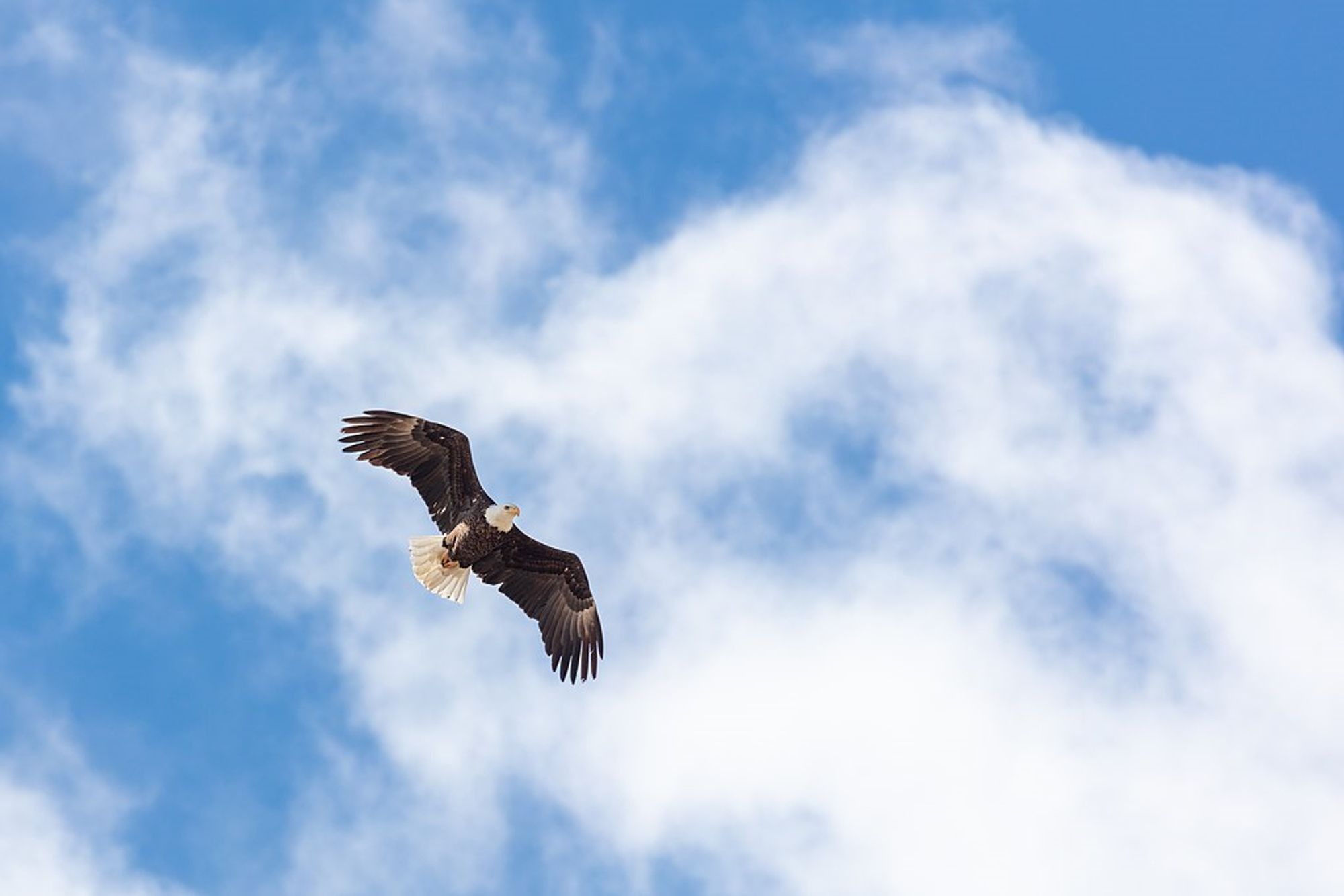 Bald eagle in flight against a blue sky with white clouds. Yellowstone National Park, Public domain, via Wikimedia Commons