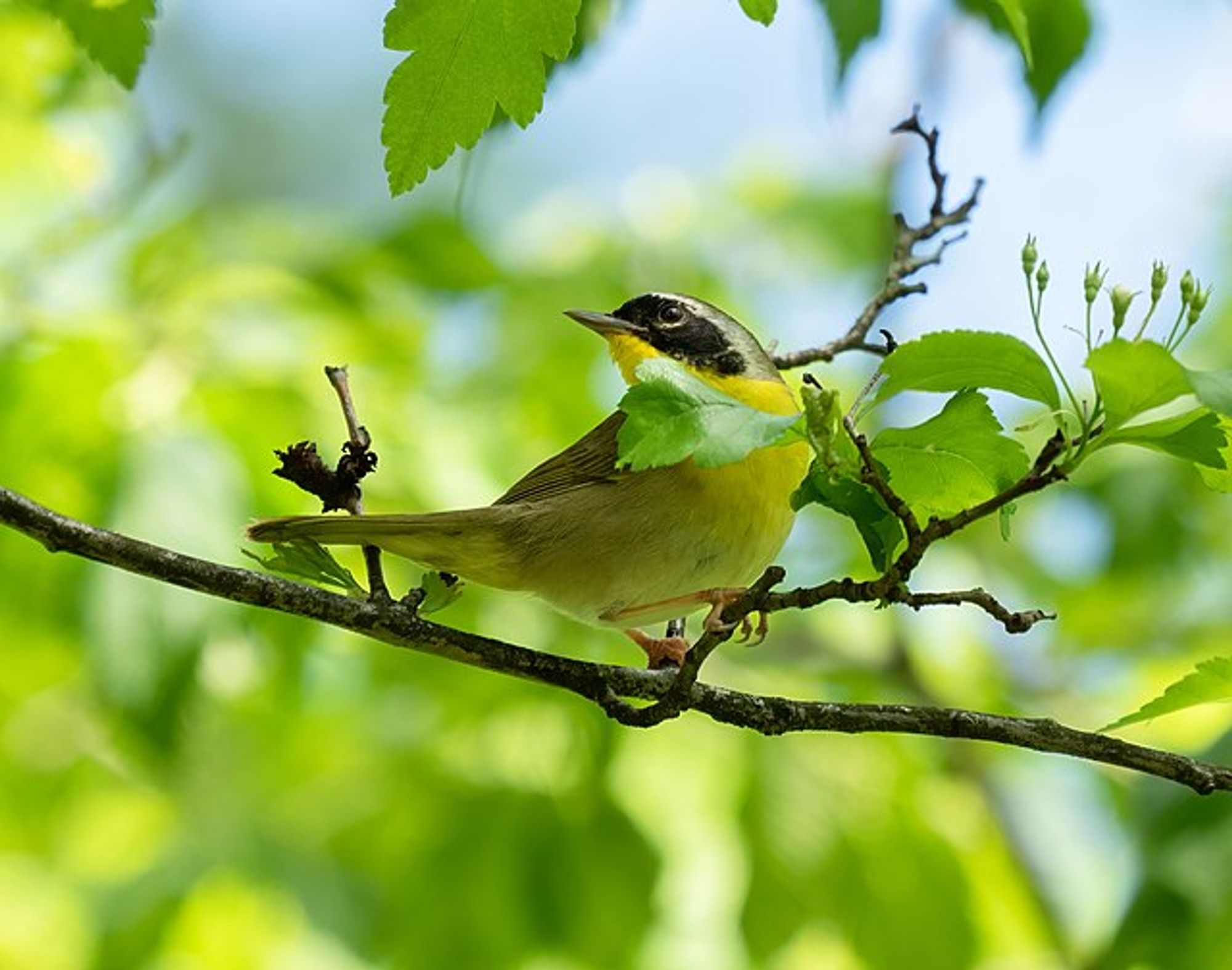 Common yellowthroat male in a hawthorn shrub. Rhododendrites, CC BY-SA 4.0 <https://creativecommons.org/licenses/by-sa/4.0>, via Wikimedia Commons