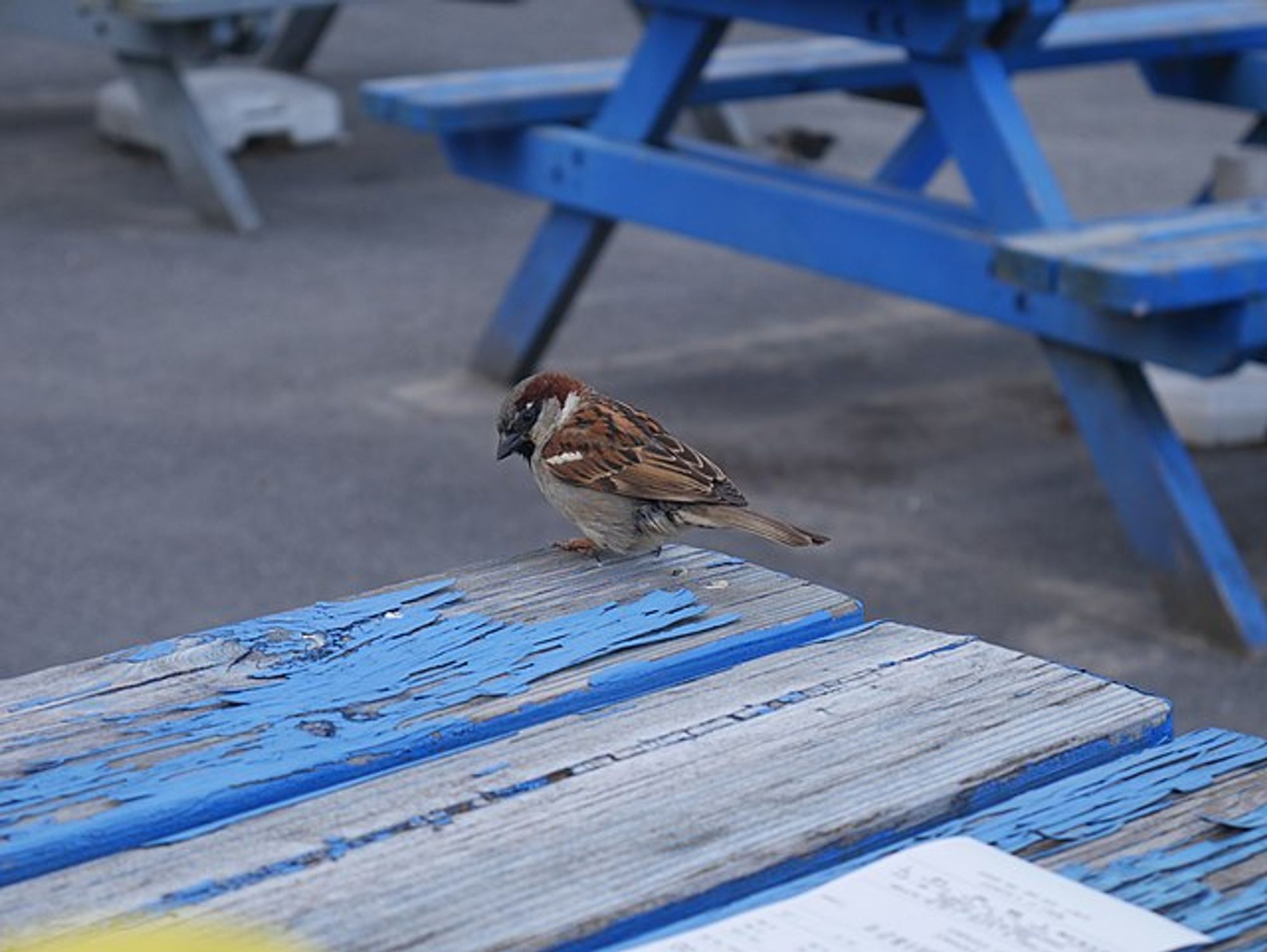 Male house sparrow on a picnic table. Víctor Perea Ros, CC BY-SA 4.0 <https://creativecommons.org/licenses/by-sa/4.0>, via Wikimedia Commons