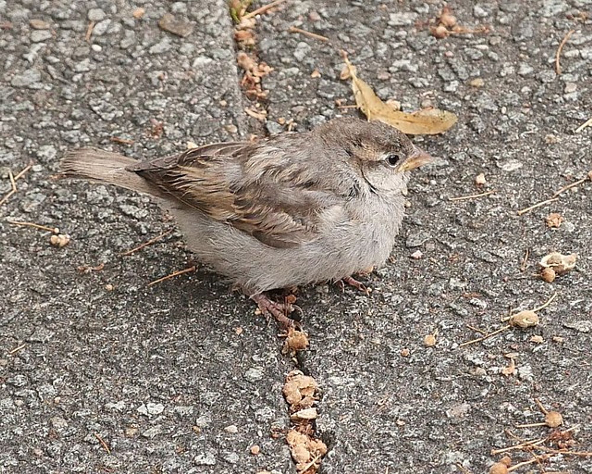 Female house sparrow on concrete. Alexis, CC BY 4.0 <https://creativecommons.org/licenses/by/4.0>, via Wikimedia Commons