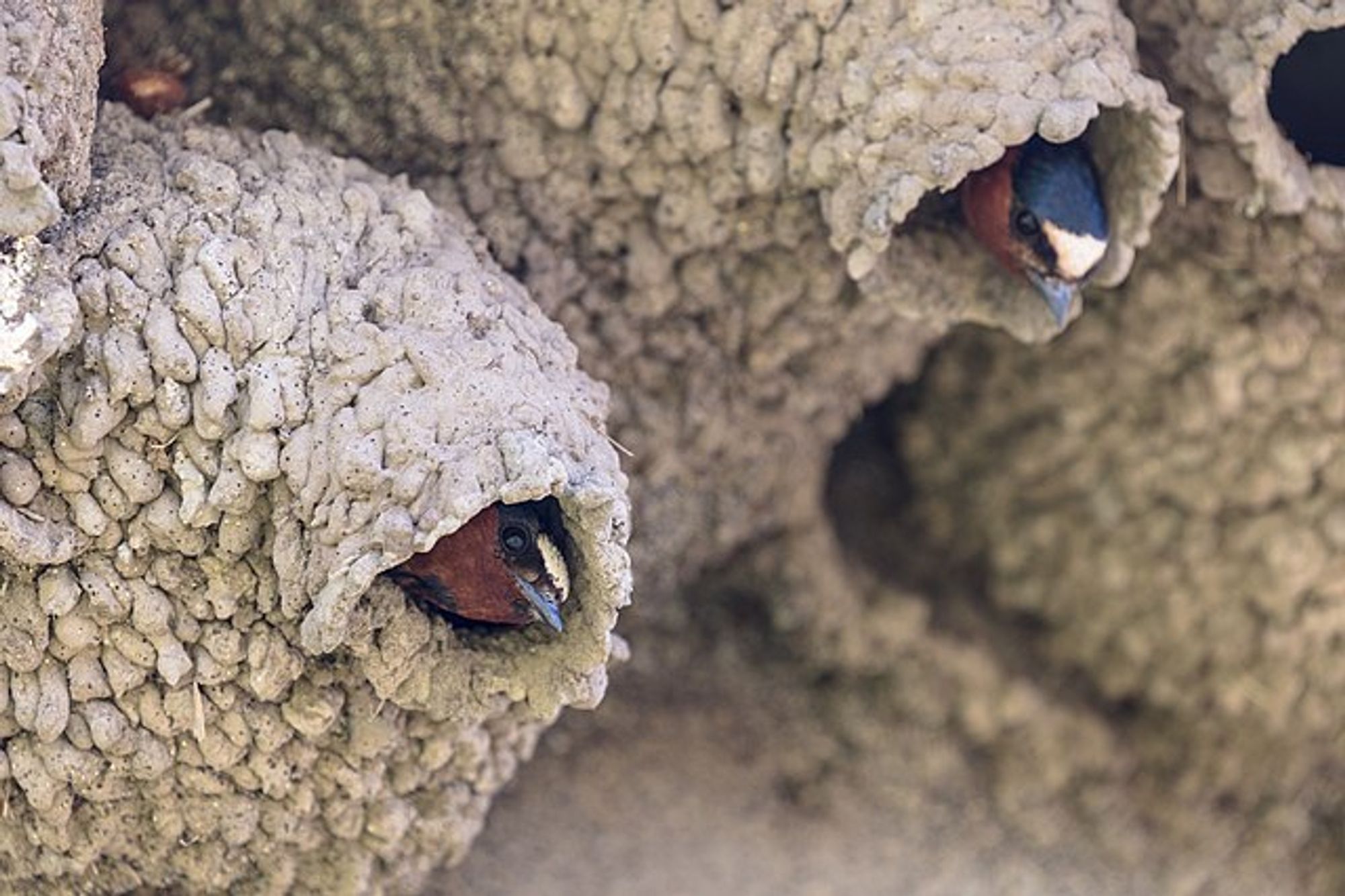 Cliff swallows heads just peeking out of the tunnels into their mud nests.  Yellowstone National Park, Public domain, via Wikimedia Commons