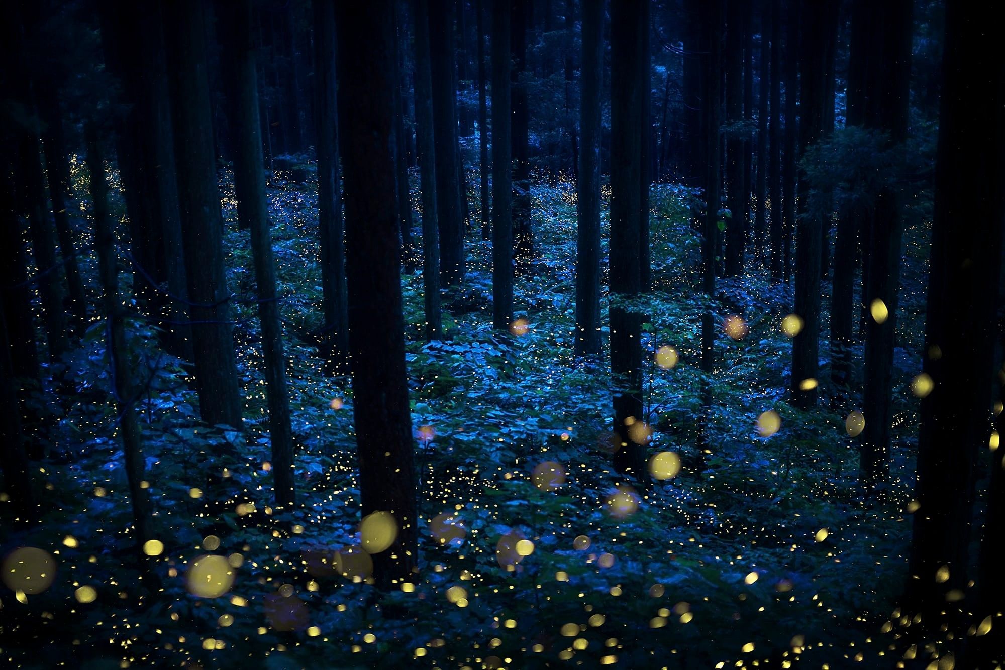 a multi-exposure photograph of a woodland at night with fireflies indicated by tiny blurred yellow spheres of light