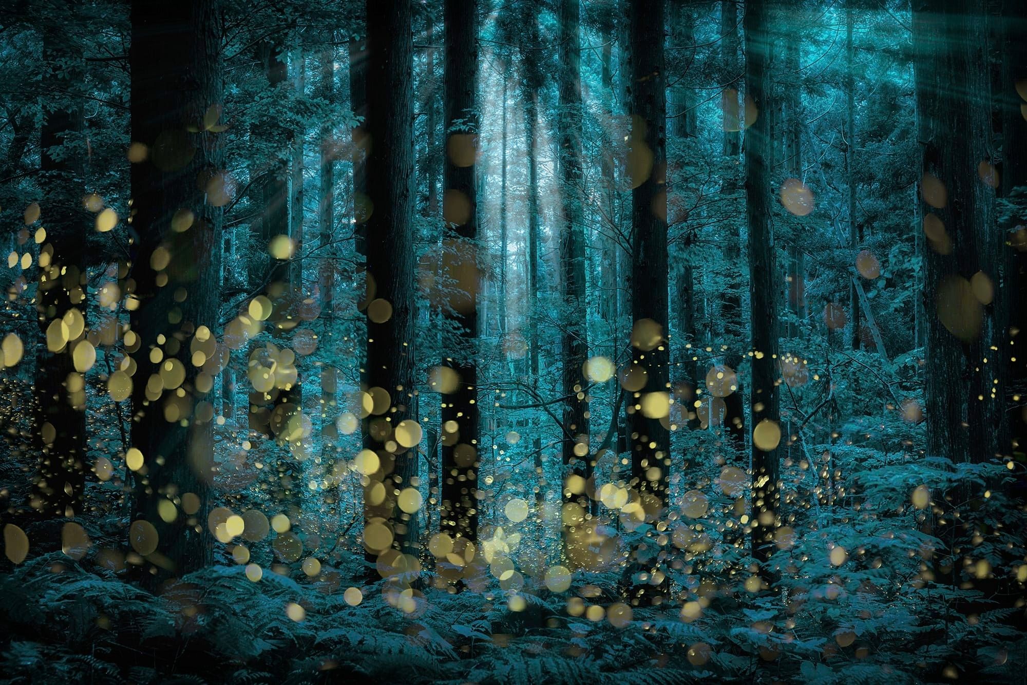 a multi-exposure photograph of a woodland at night with fireflies indicated by tiny blurred yellow spheres of light