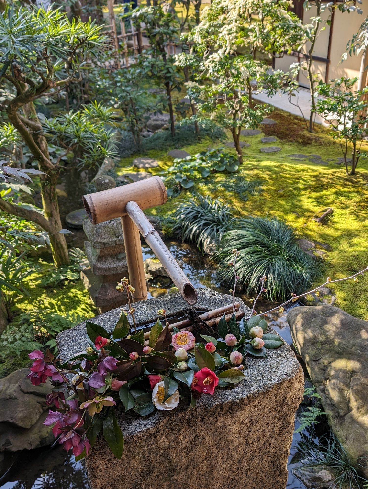 Bamboo pipe dripping water into a stone basin surrounded by flowers in different shades of pink. Behind it is a sun dappled moss garden