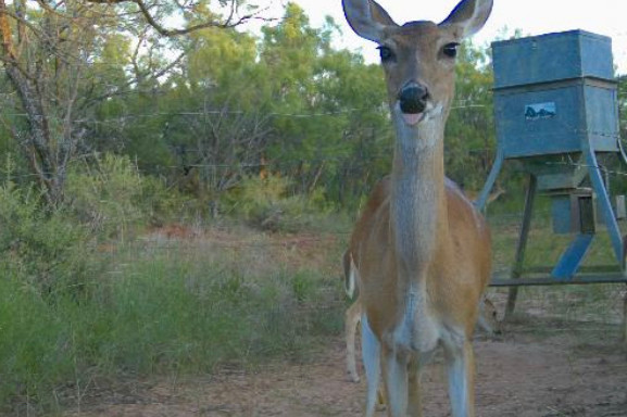 Whitetail doe staring at game camera with tongue sticking out 👅 