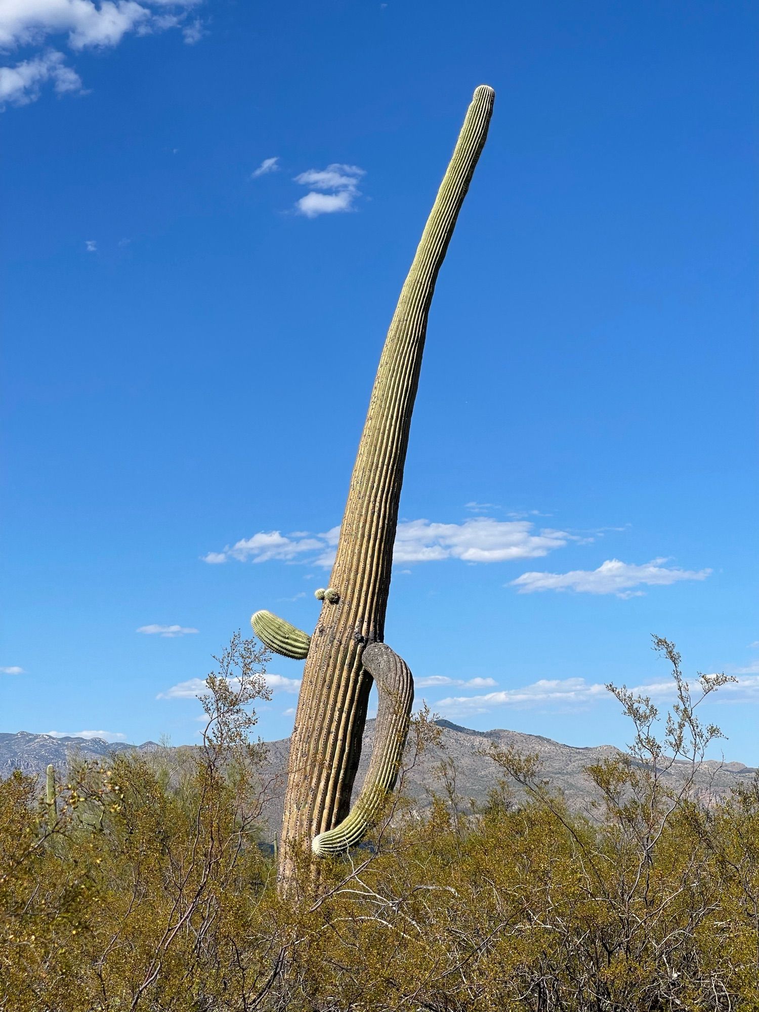 Saguaro cactus with two branches that human arms and two budding branches that look like eyes, so the green cactus looks like it is running against the blue sky