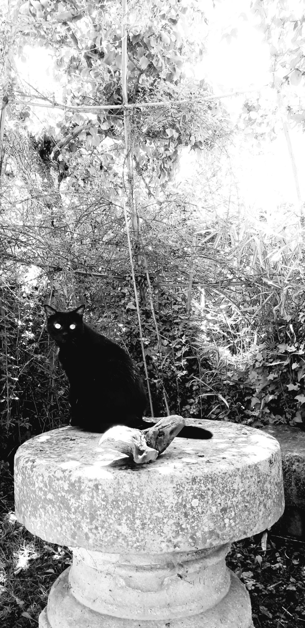 Photo NB d'un chat noir assis sur une table en pierre. En fond, des arbustes