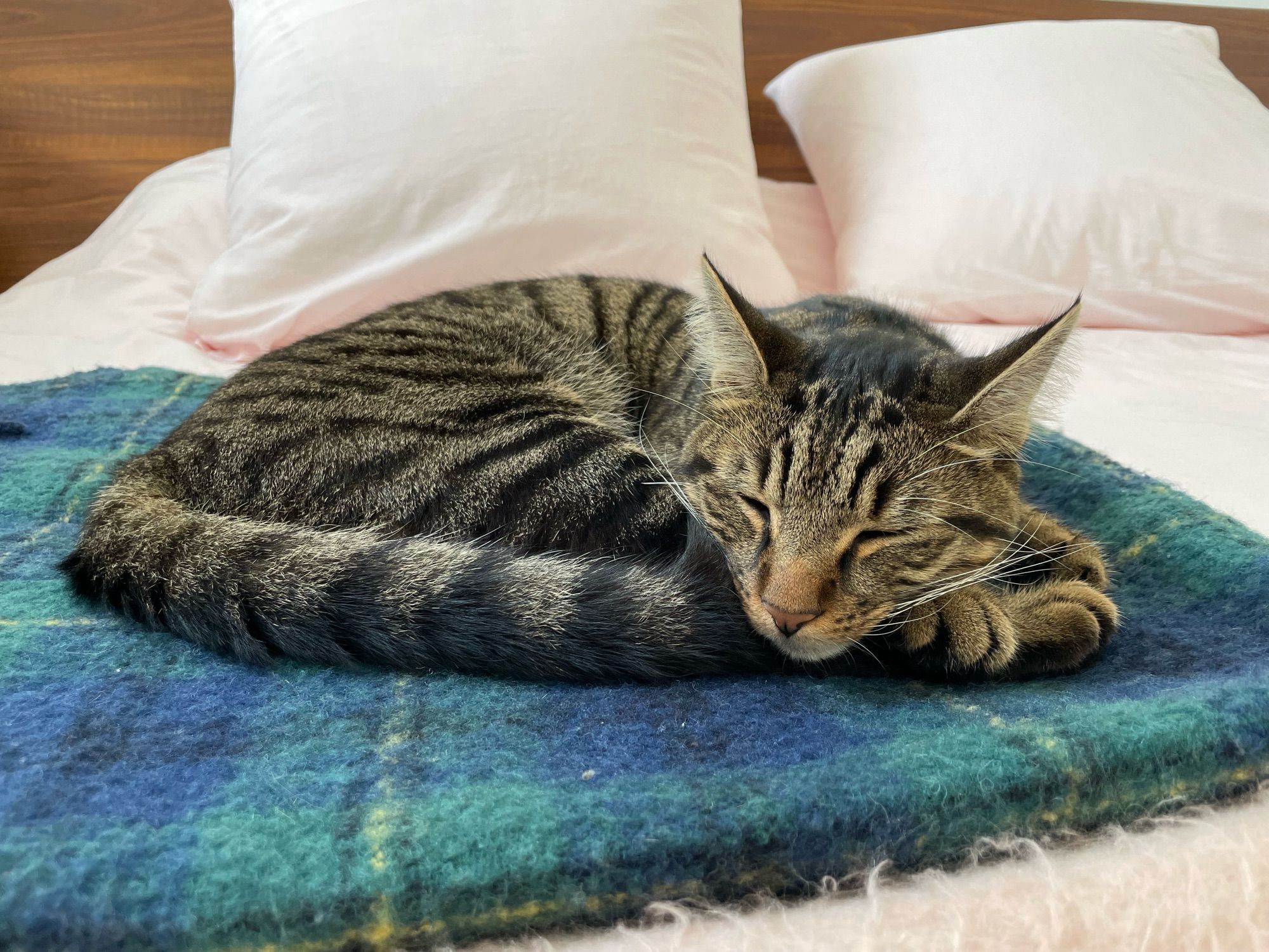 Chat faisant sa sieste sur un plaid après avoir dégusté ses croquettes de midi.