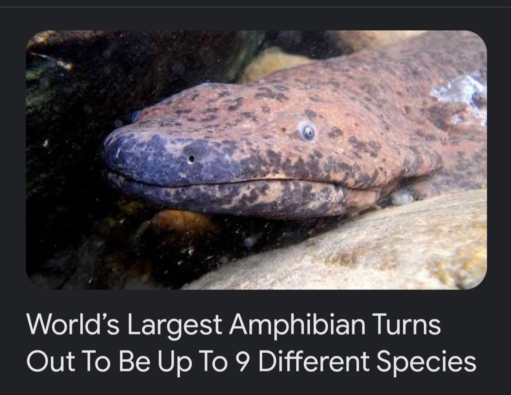 Photo of one of the amphibians in question with the headline: World’s Largest Amphibian Turns Out To Be Up To 9 Different Species