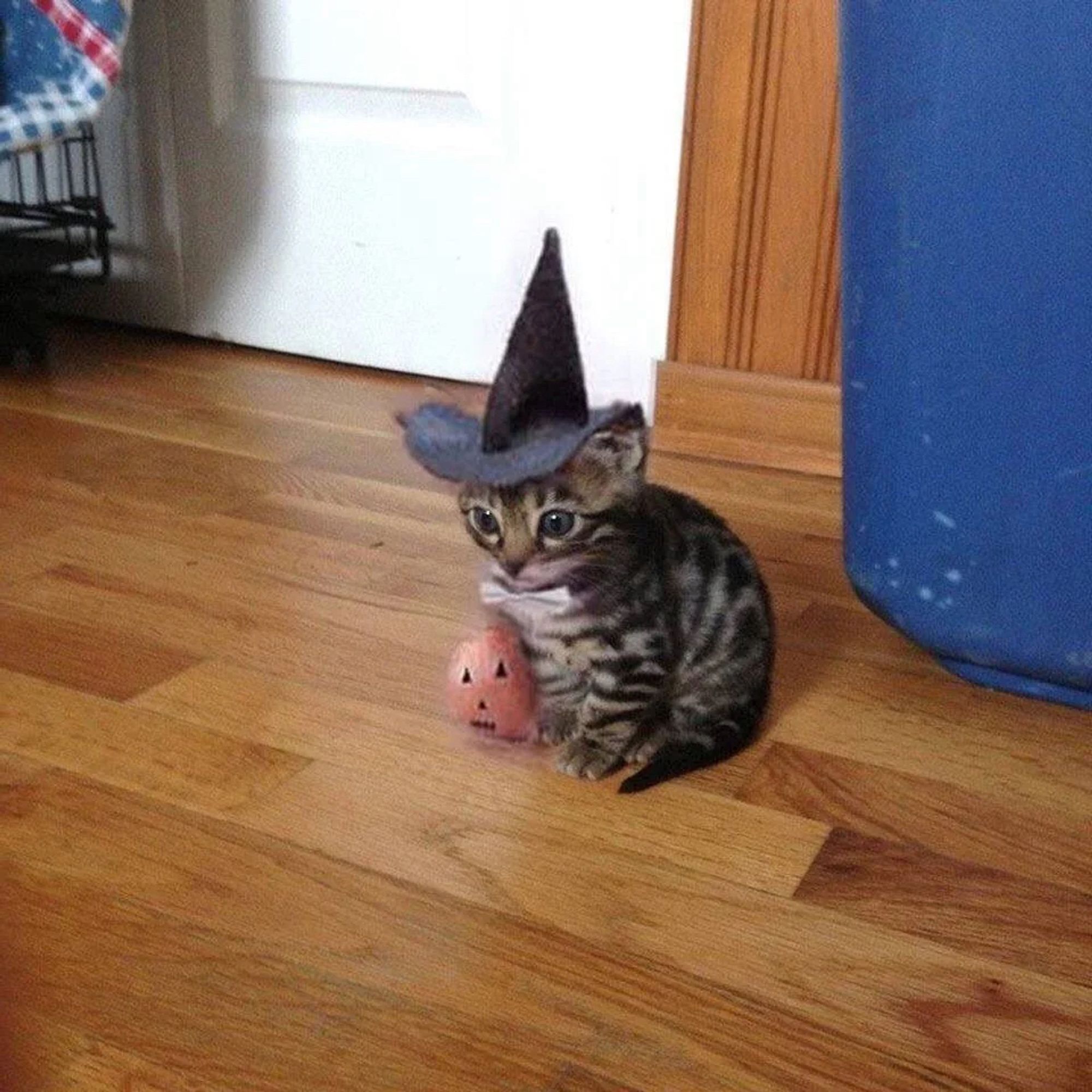 A tabby kitten im a small black witches hat sat next to a small pumpkin decoration.