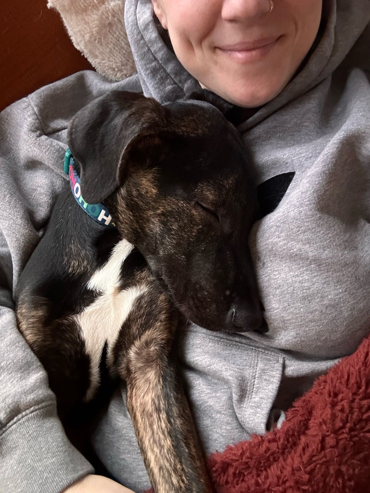 A black and brown brindle puppy about 5 months old sleeping on my chest.