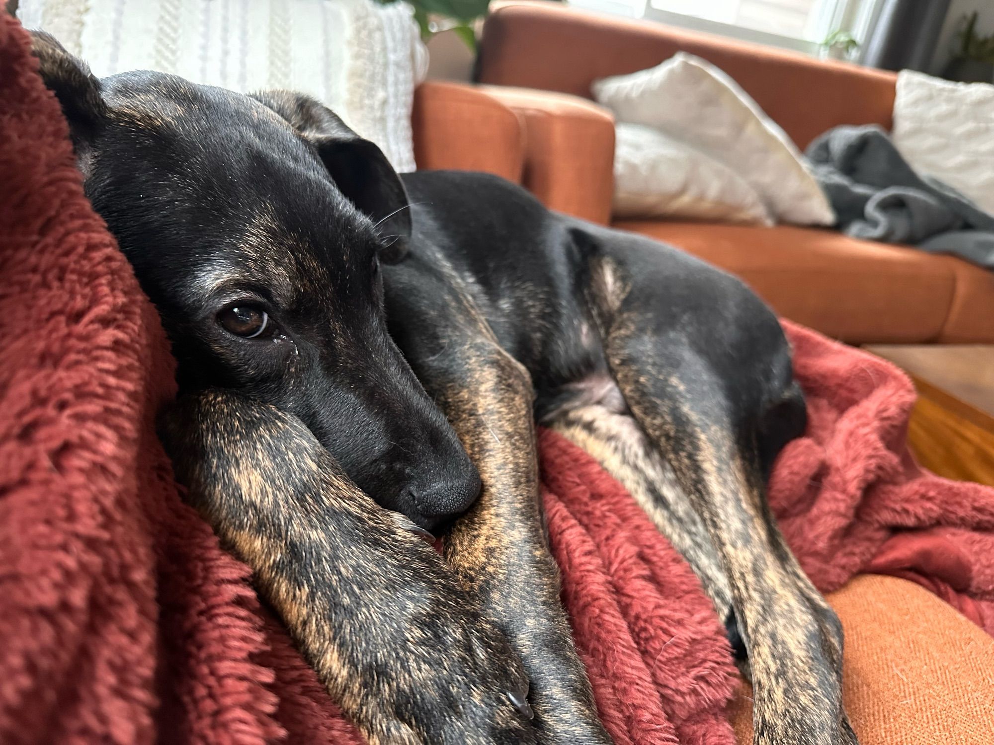 A black and brown brindle puppy about 5 months old laying on a pile of blankets giving puppy eyes to the camera