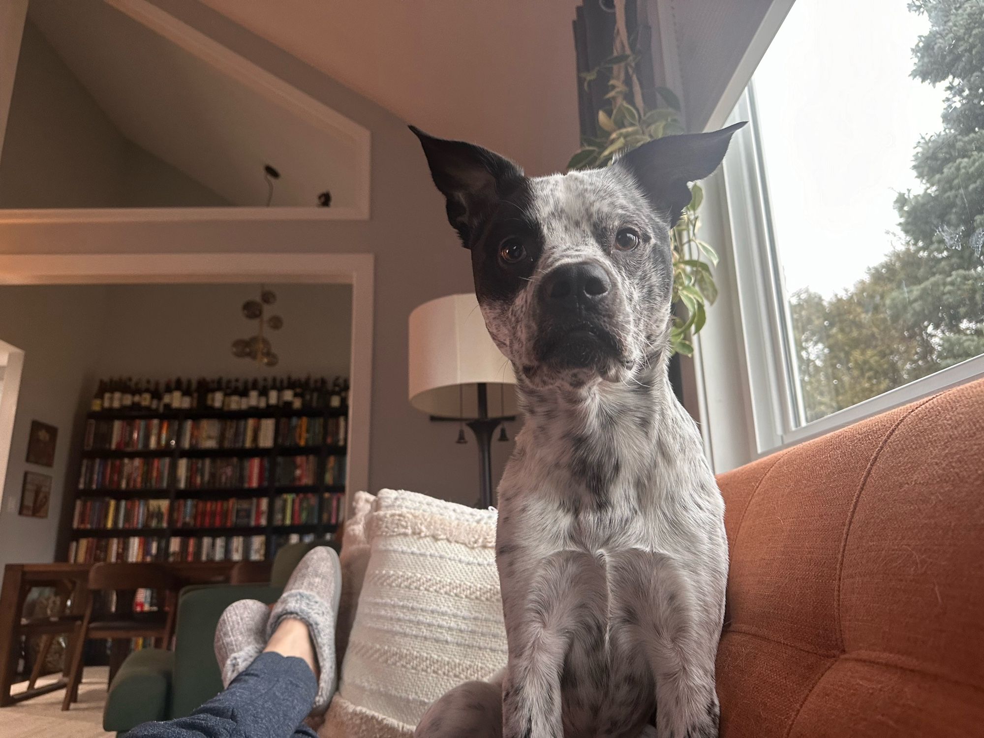 A black and white dog sitting up straight on a couch with his ears pointed up