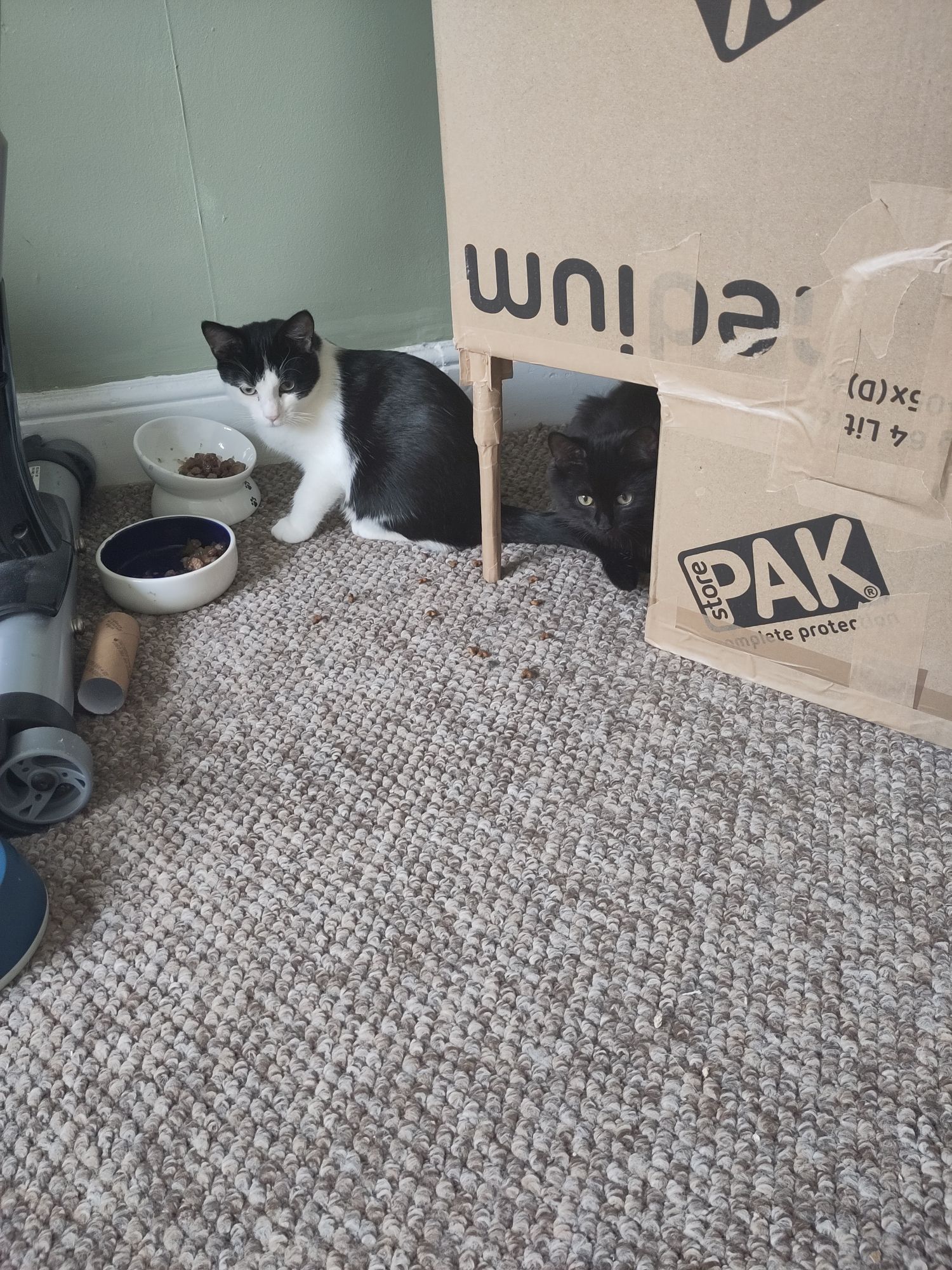 Two 4-month-old kittens: one black long-haired, staying close to the side of a cardboard box structure, while the other, black-and-white and short-haired, looks up from eating biscuits from a bowl