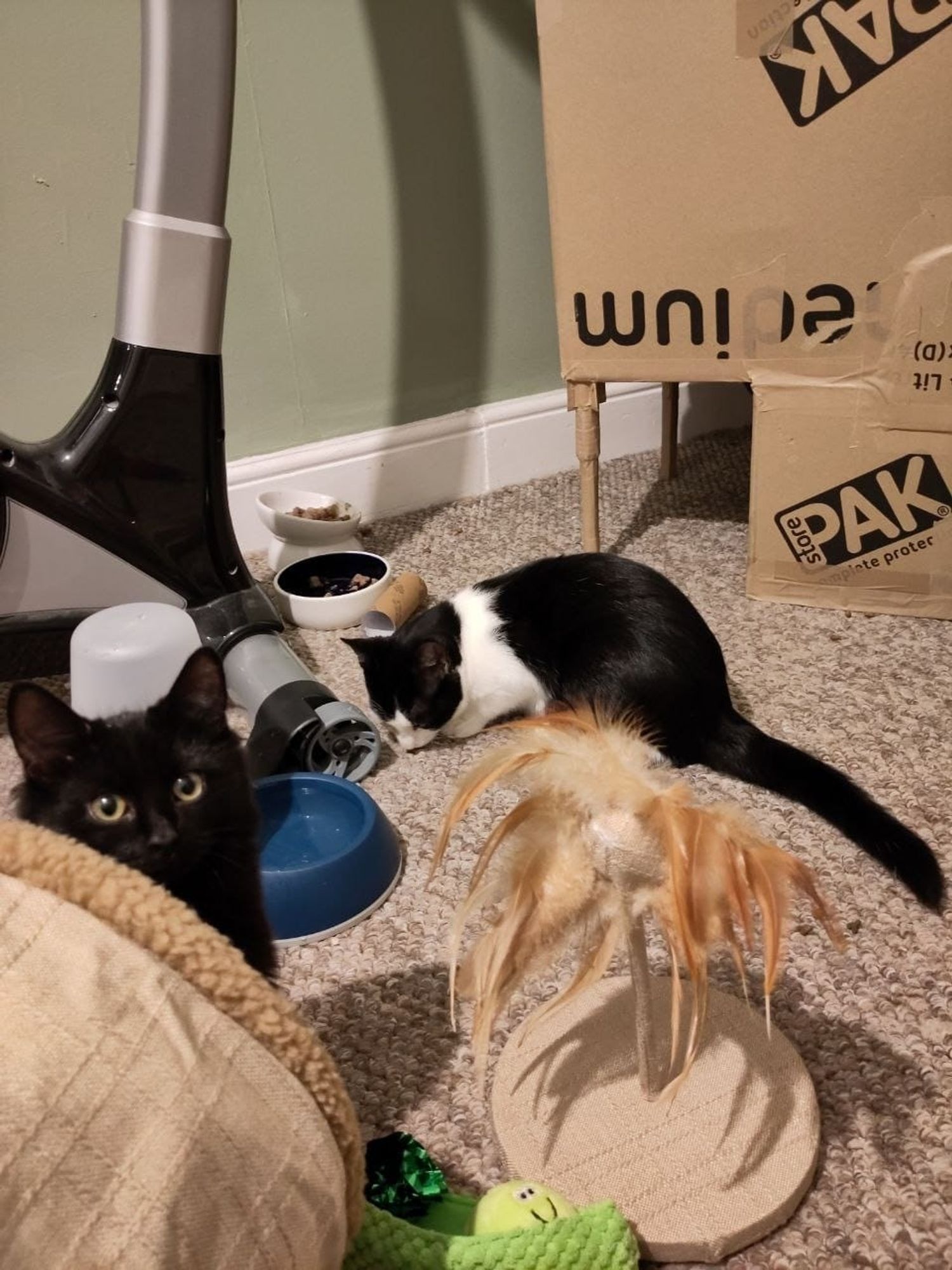 Two 4-month-old kittens: one black long-haired, poking it's head out of a linen tunnel toy, while the other, black-and-white and short-haired, eats a biscuit from the floor.