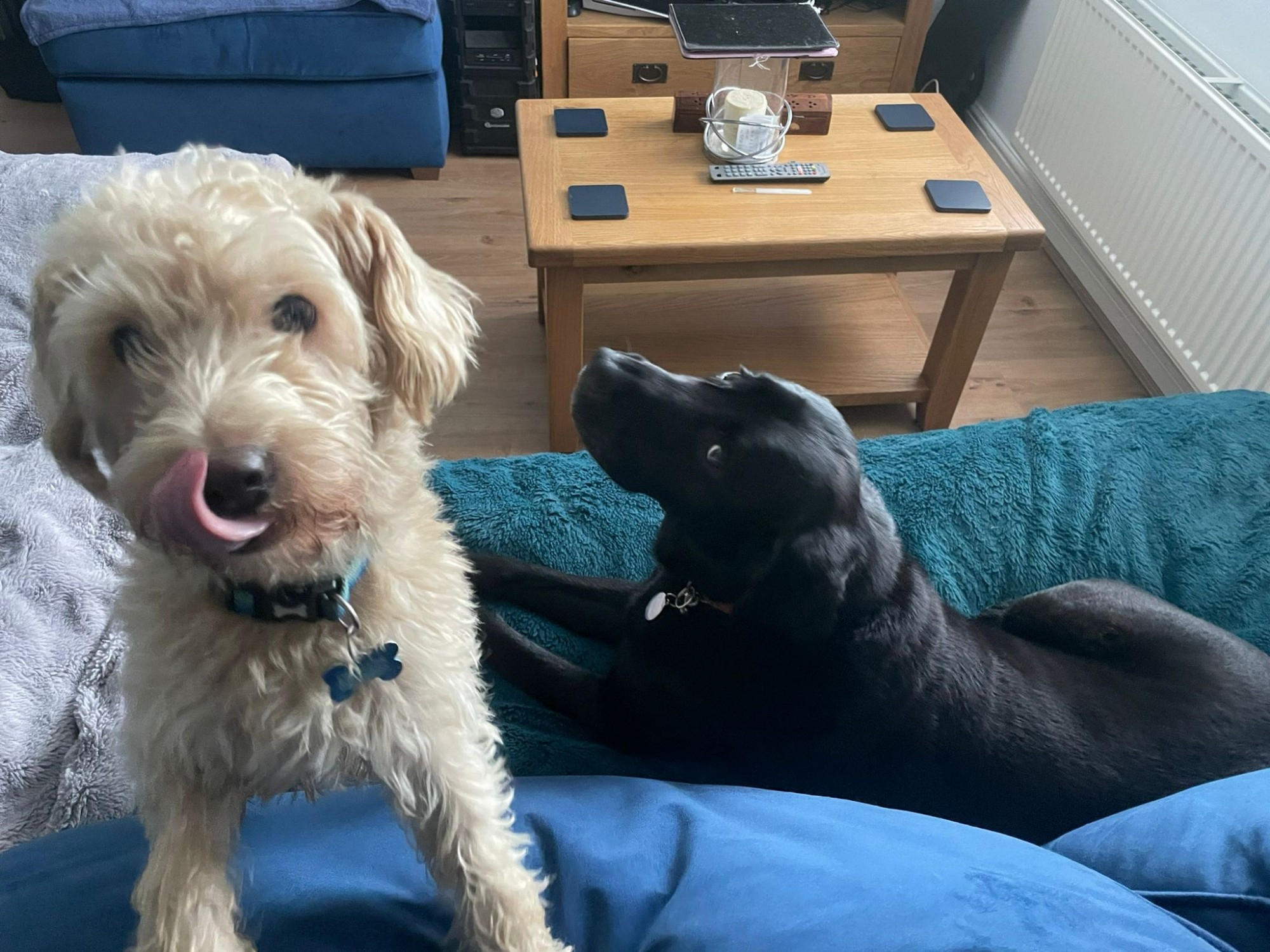 Chester, a small cream-coloured Westie-Poo and Hazel, a black Labrador. Both are looking at the camera from the couch. Chester is licking his lips excitedly.