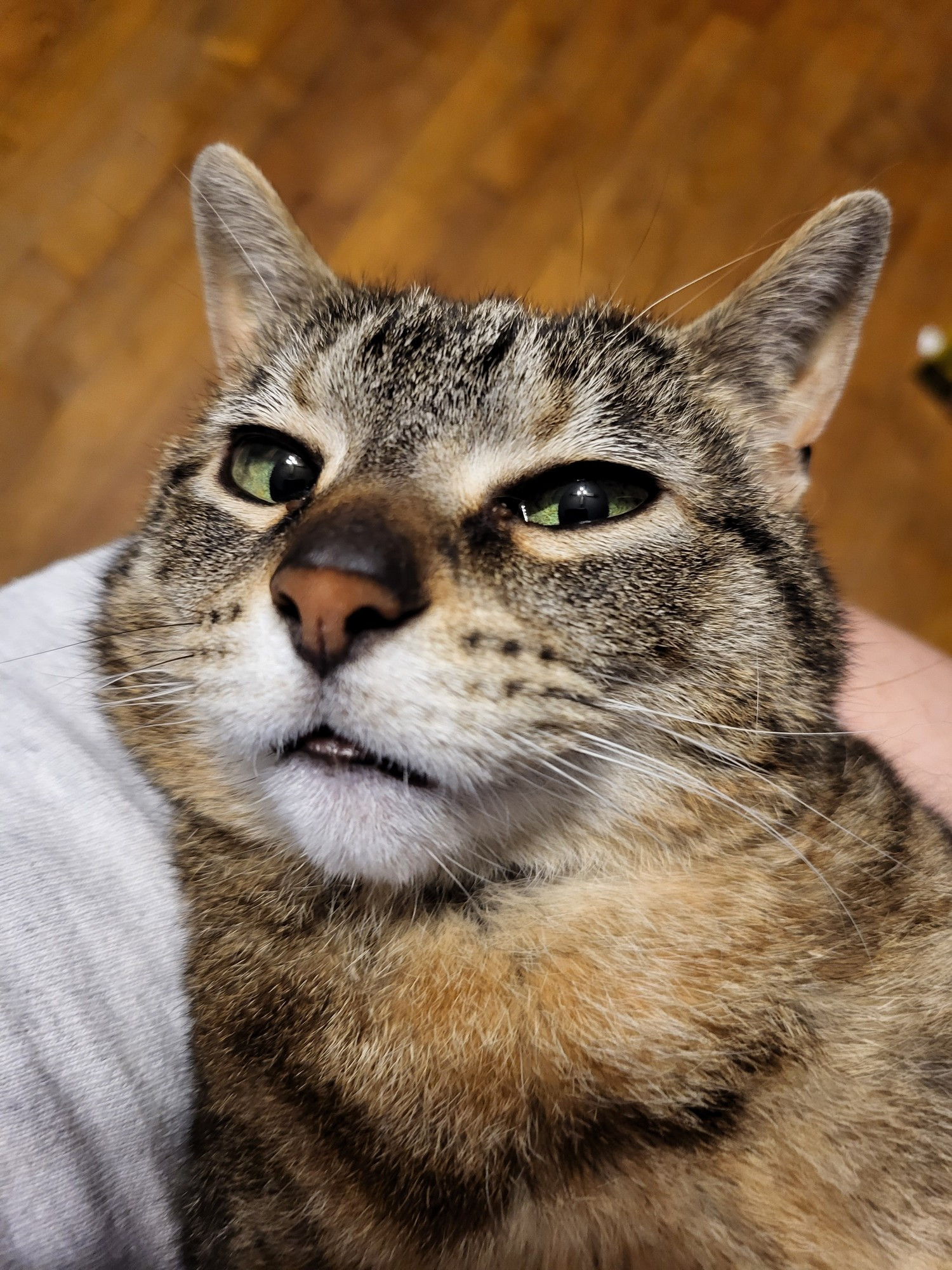 One of my cats, Tigerlily, looking judgementally into the camera. 