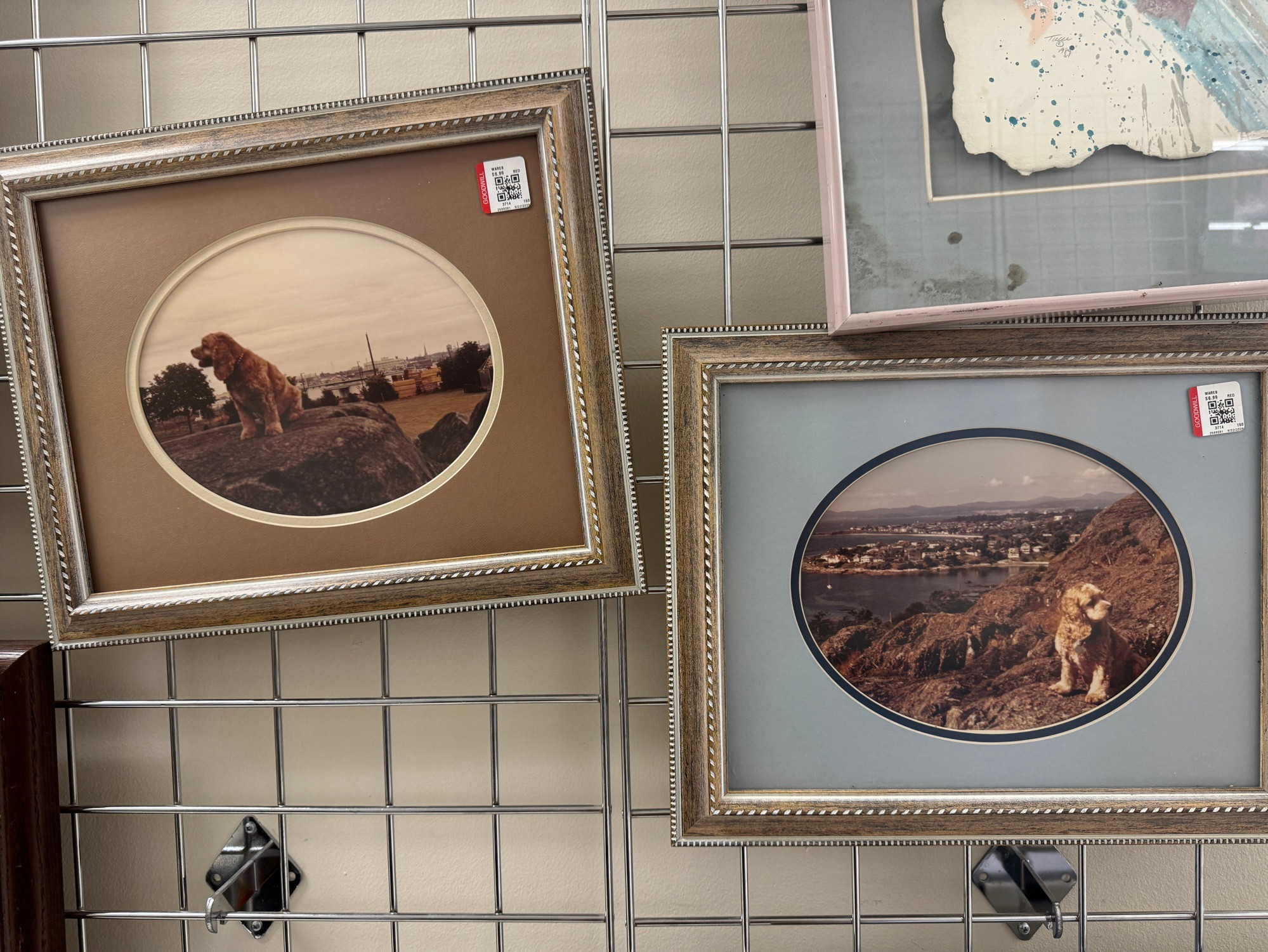 two nicely framed, matted photographs of a little brown dog posing on a rock in two different places