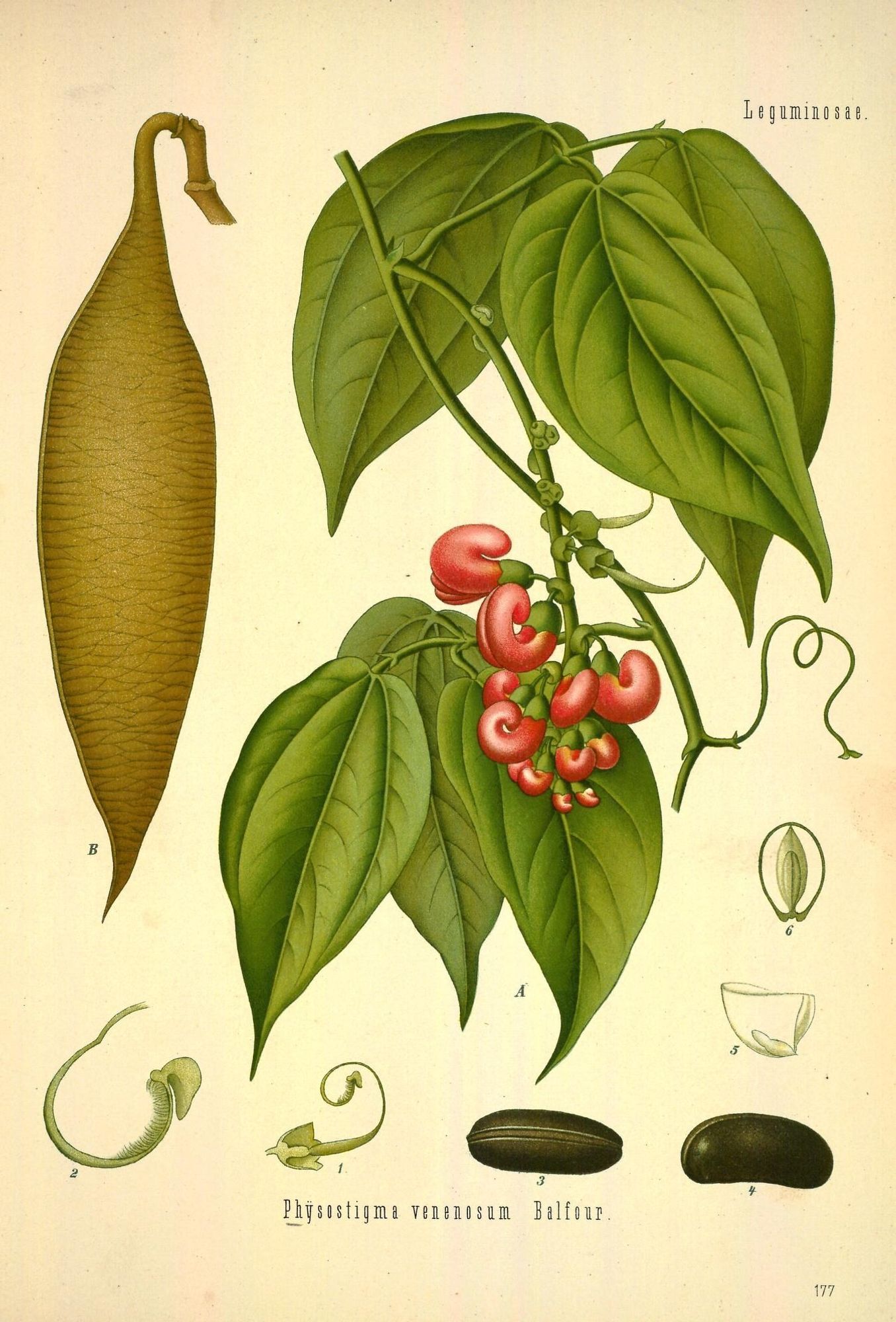 Leaf illustration, from the source cited in post