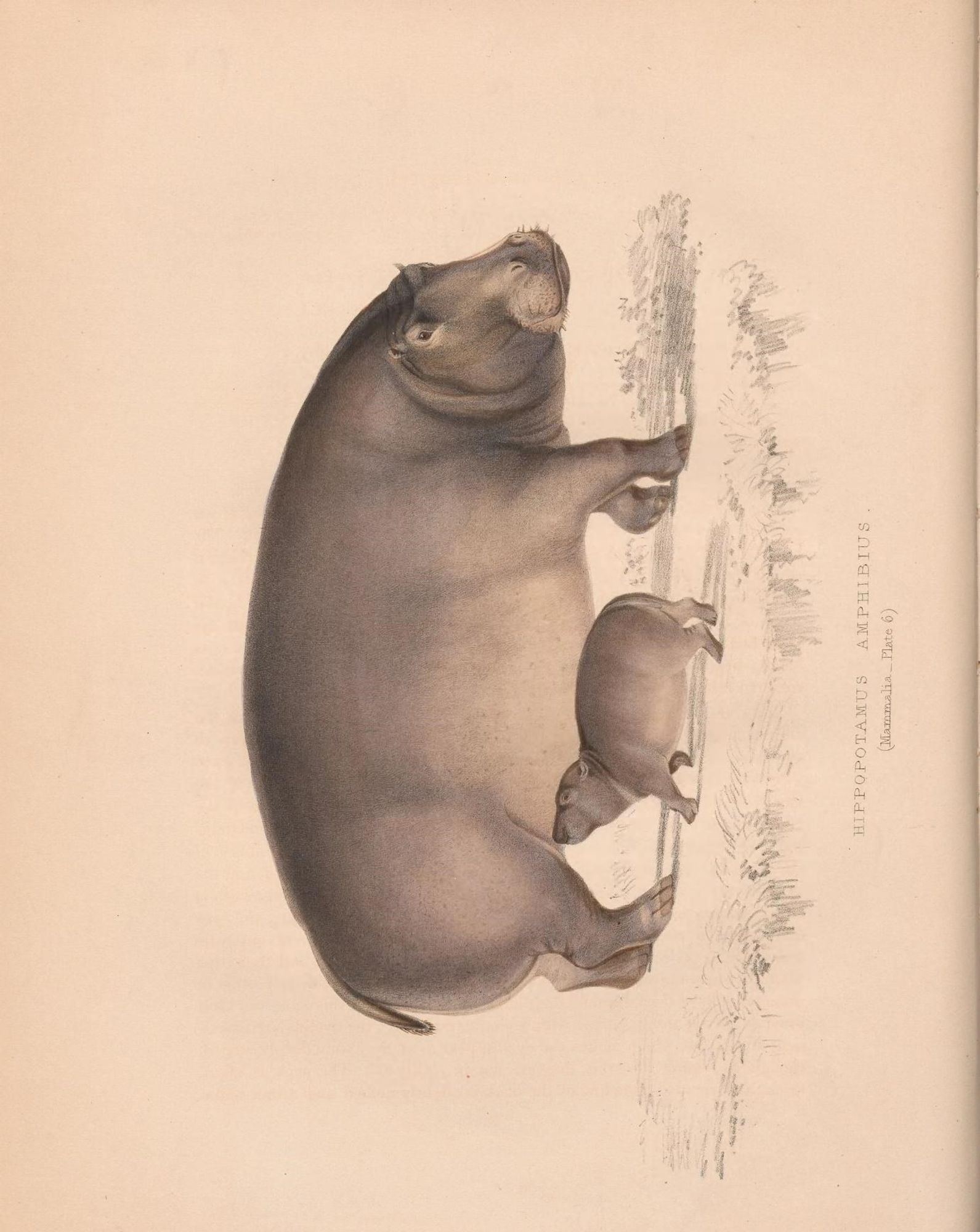 Hippopotamus illustration, from the source cited in post